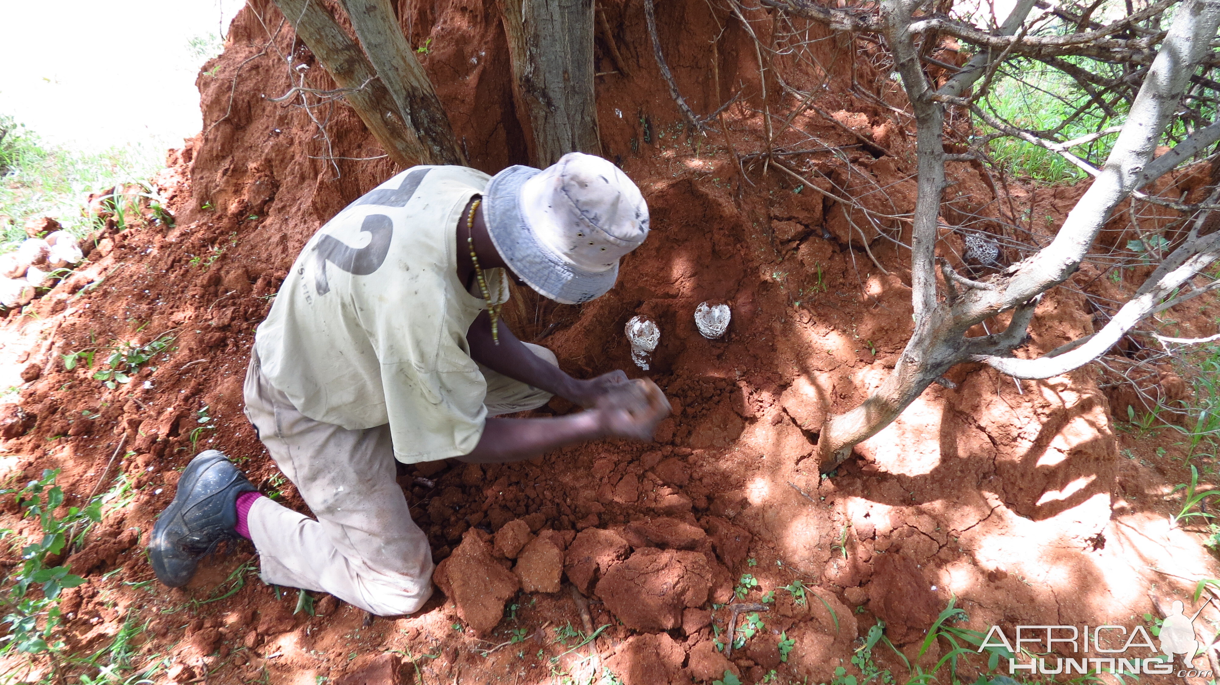 Omajowa termite hill mushrooms Namibia