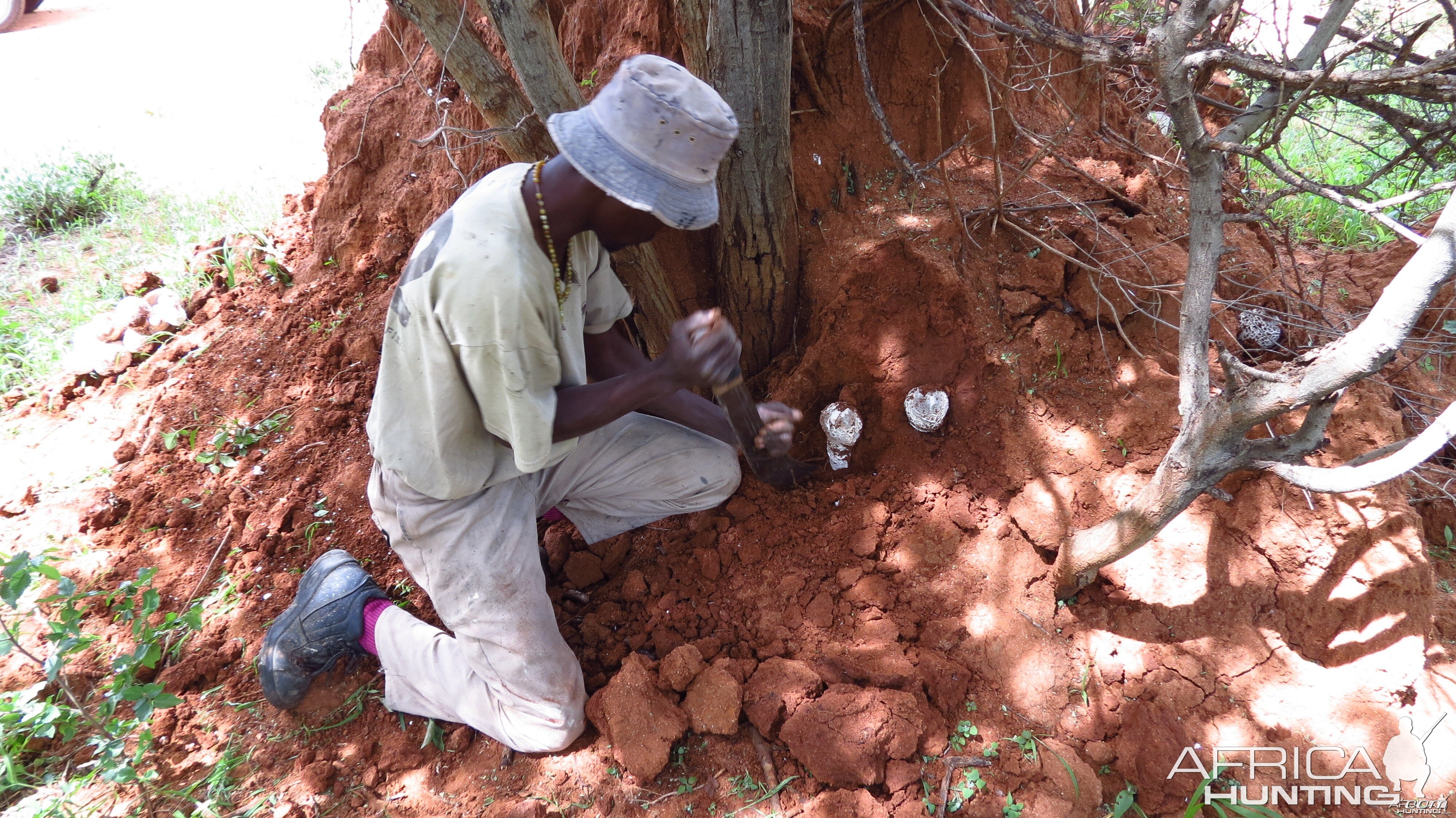 Omajowa termite hill mushrooms Namibia