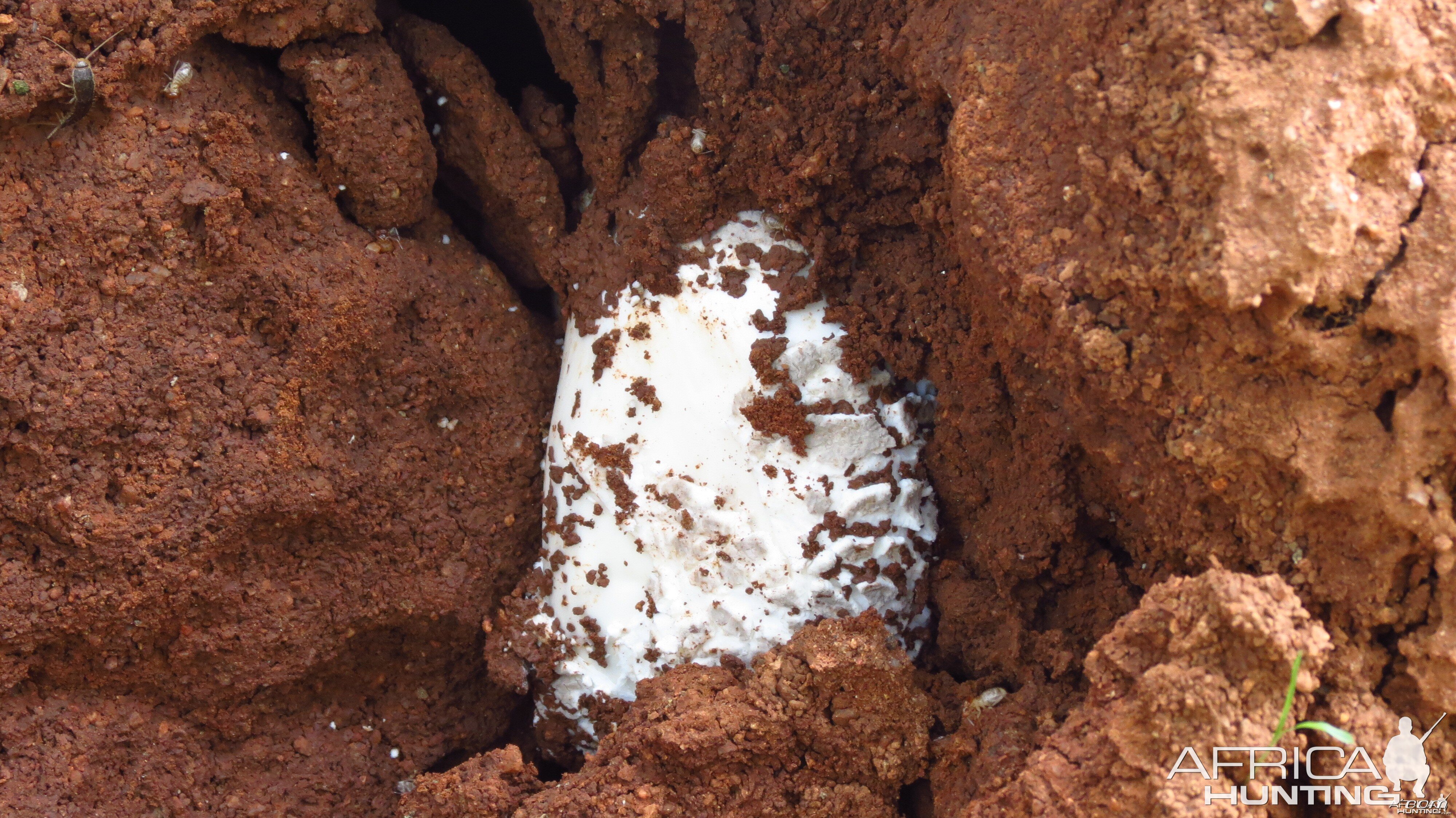 Omajowa termite hill mushrooms Namibia