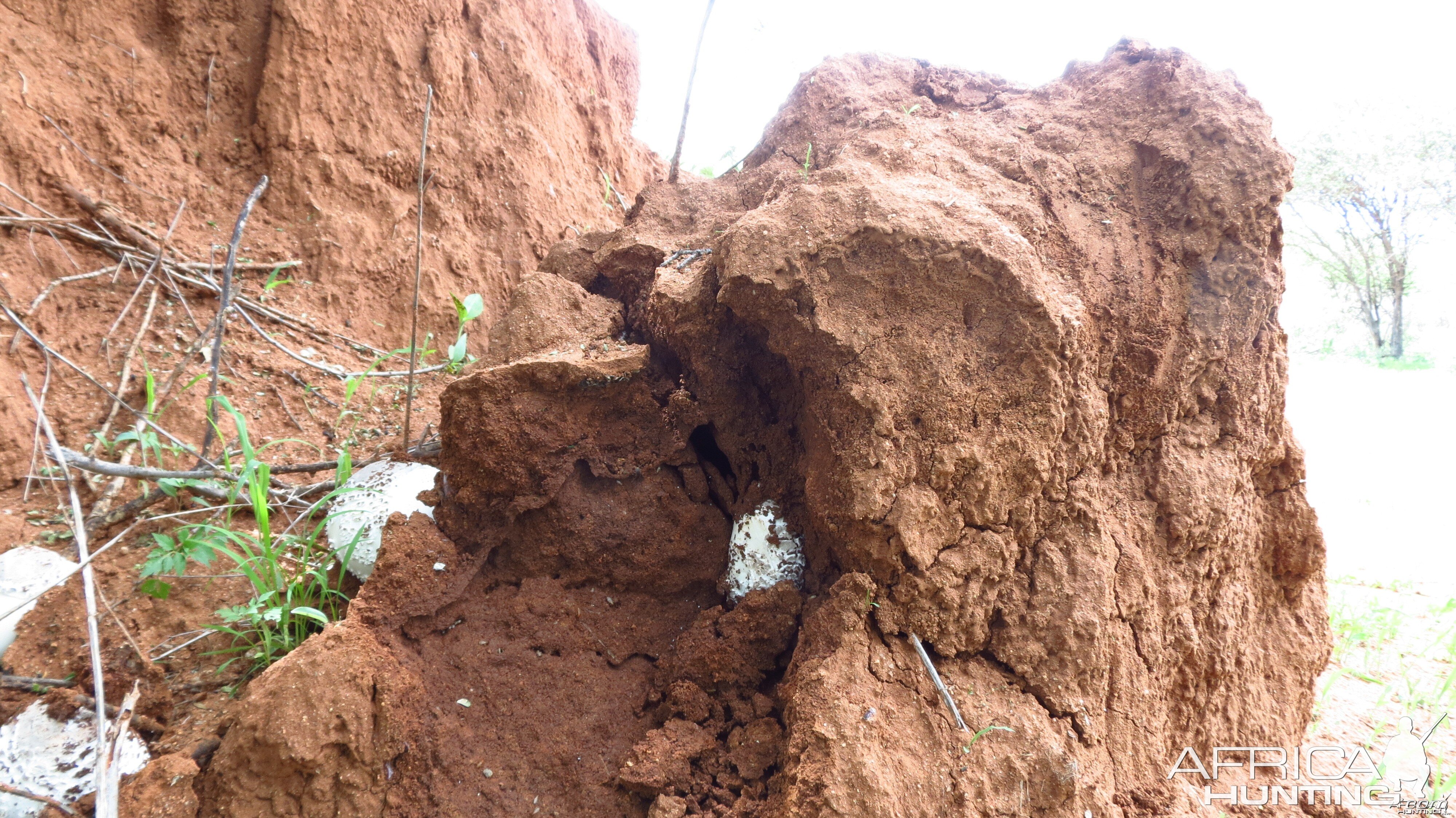 Omajowa termite hill mushrooms Namibia