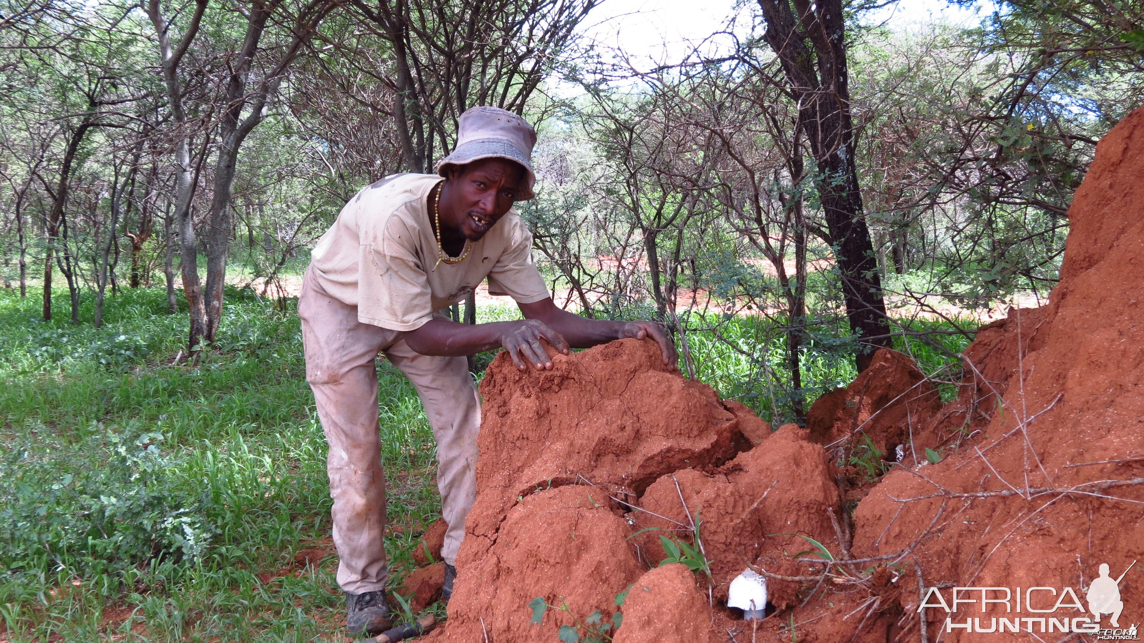 Omajowa termite hill mushrooms Namibia