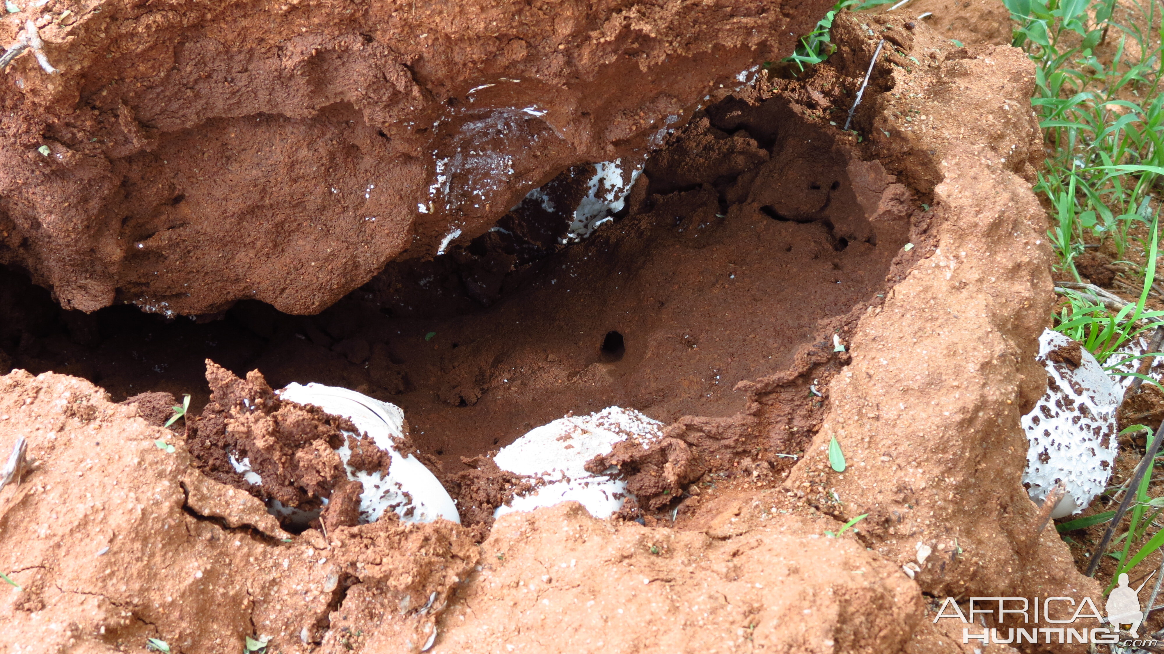 Omajowa termite hill mushrooms Namibia