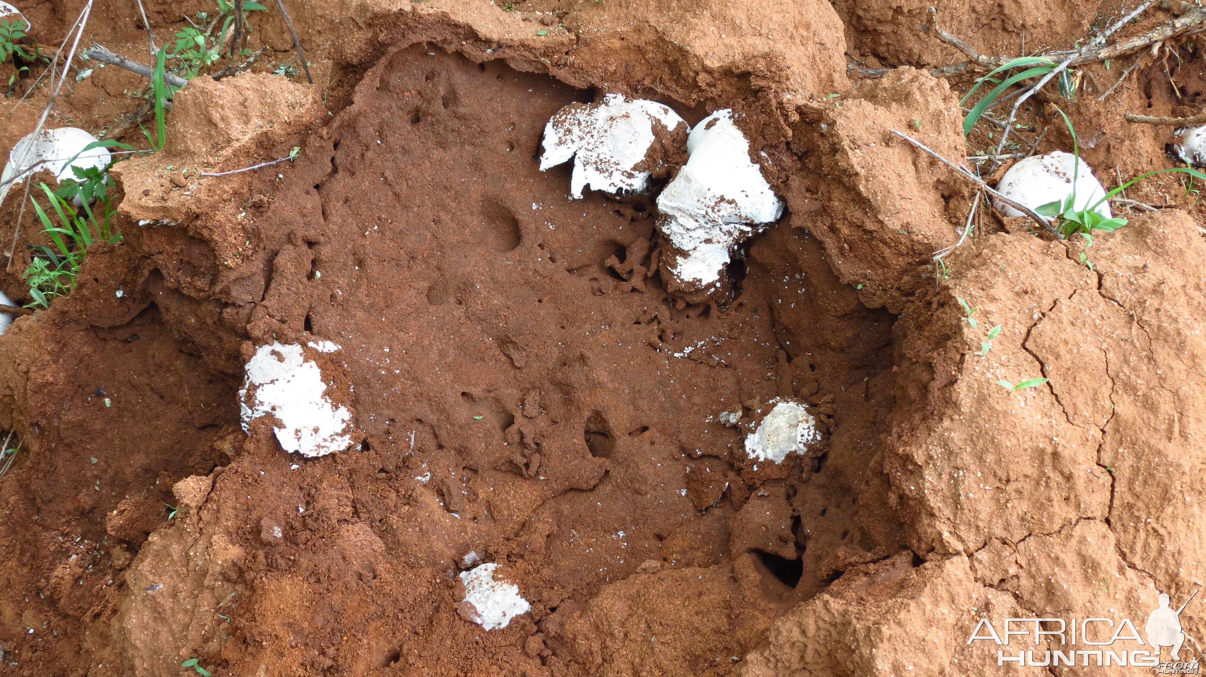 Omajowa termite hill mushrooms Namibia