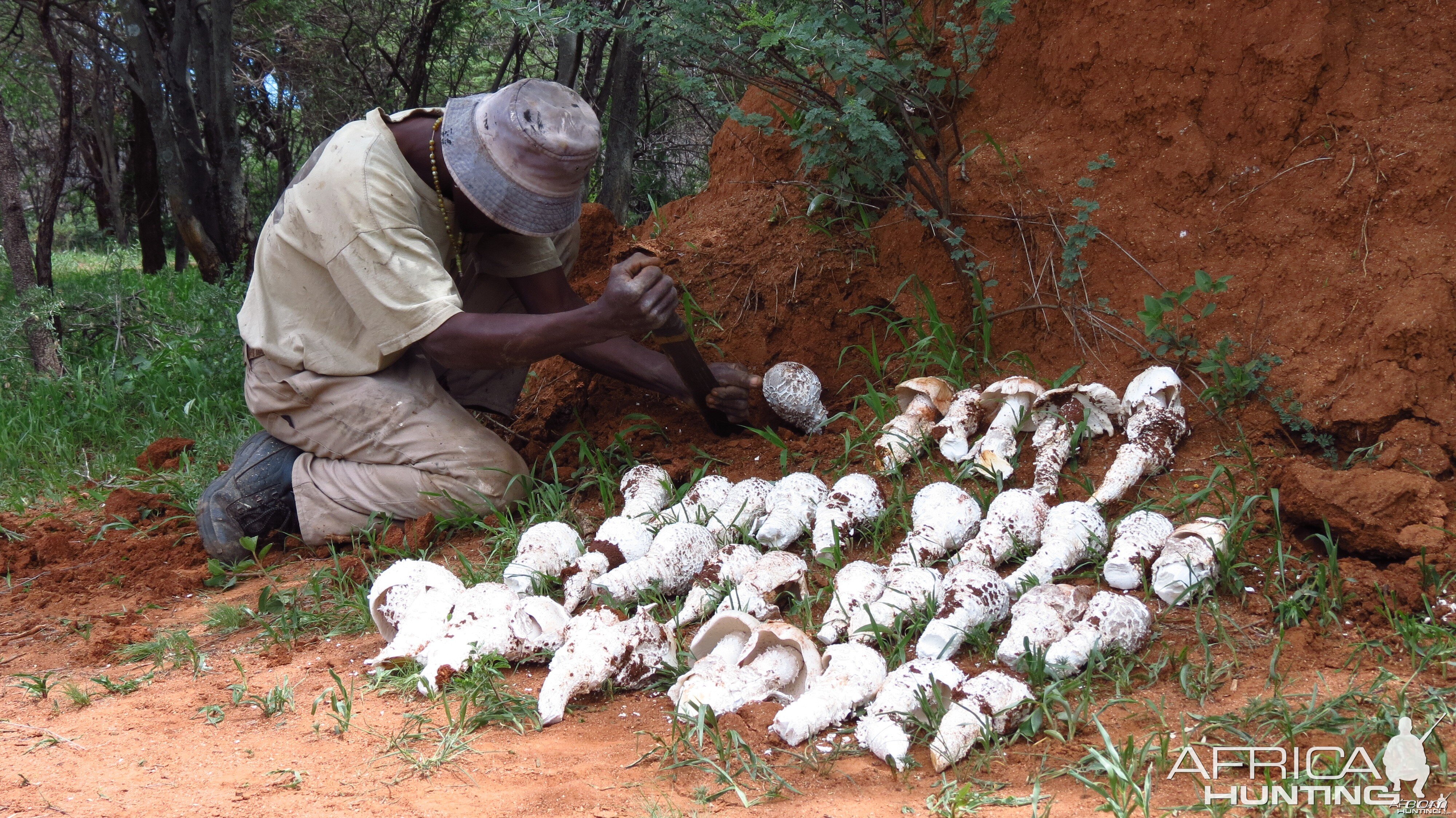 Omajowa termite hill mushrooms Namibia