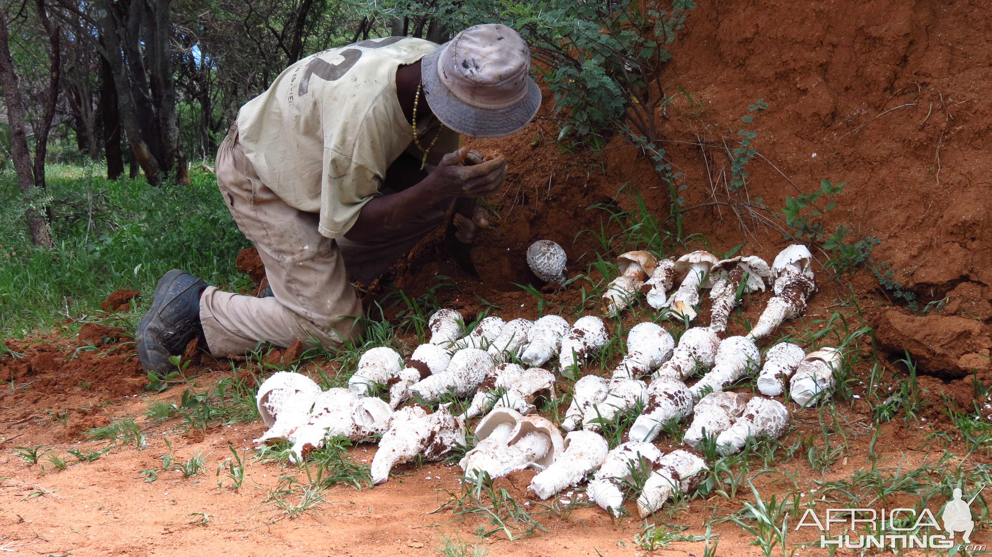 Omajowa termite hill mushrooms Namibia