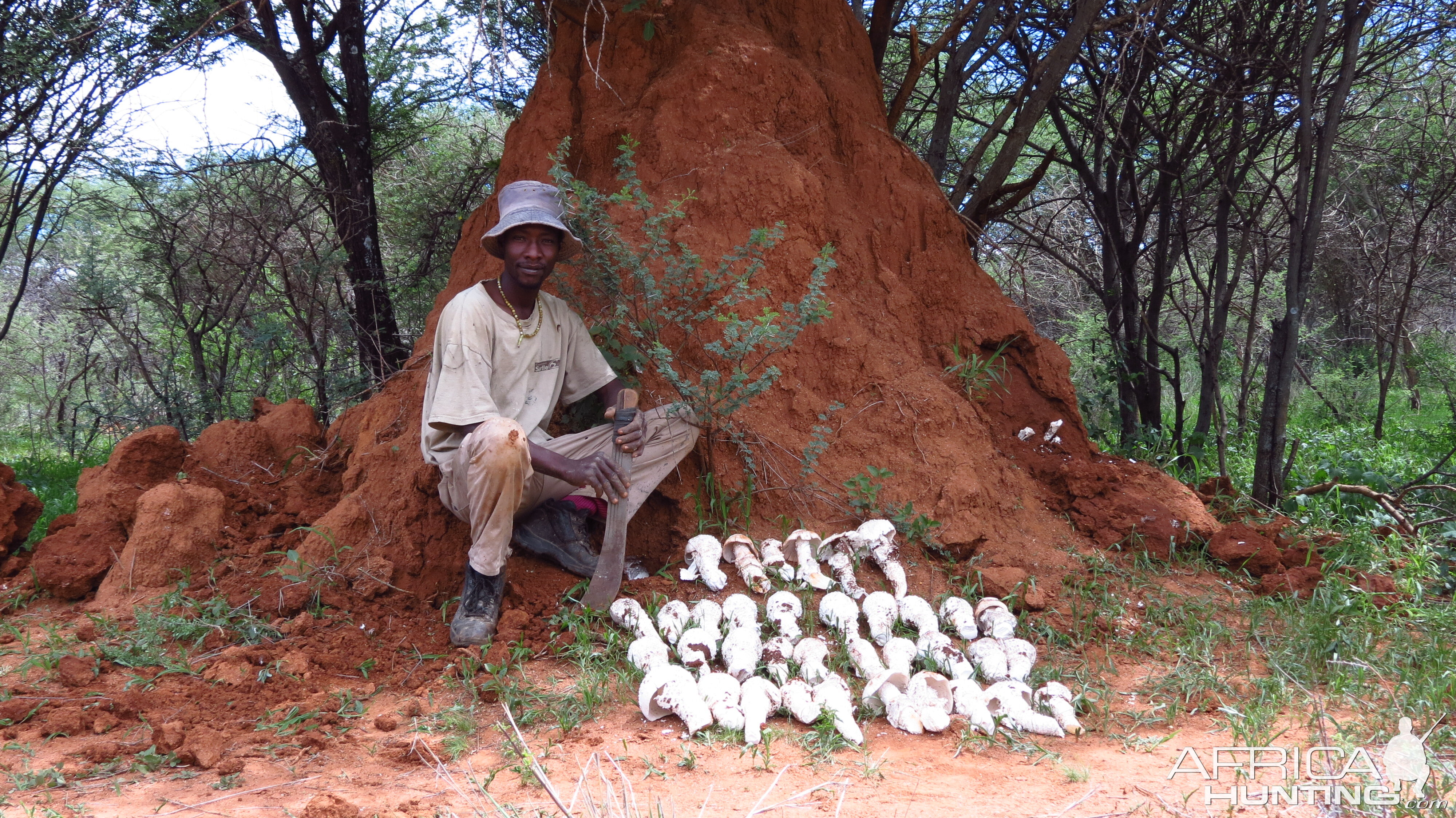 Omajowa termite hill mushrooms Namibia