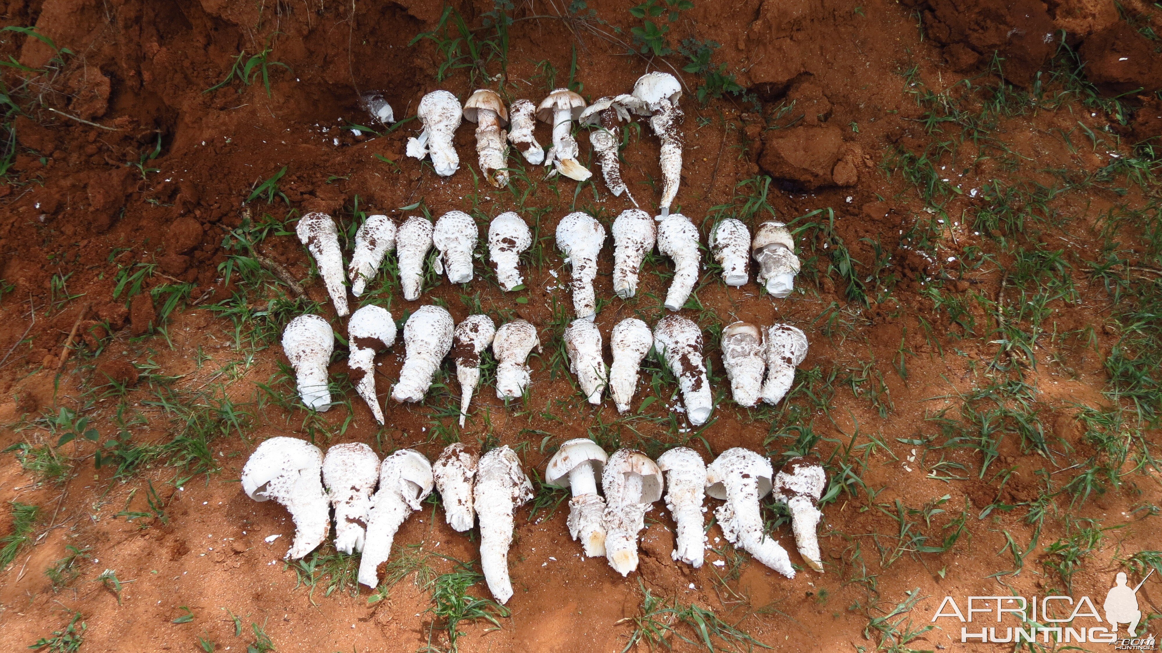 Omajowa termite hill mushrooms Namibia