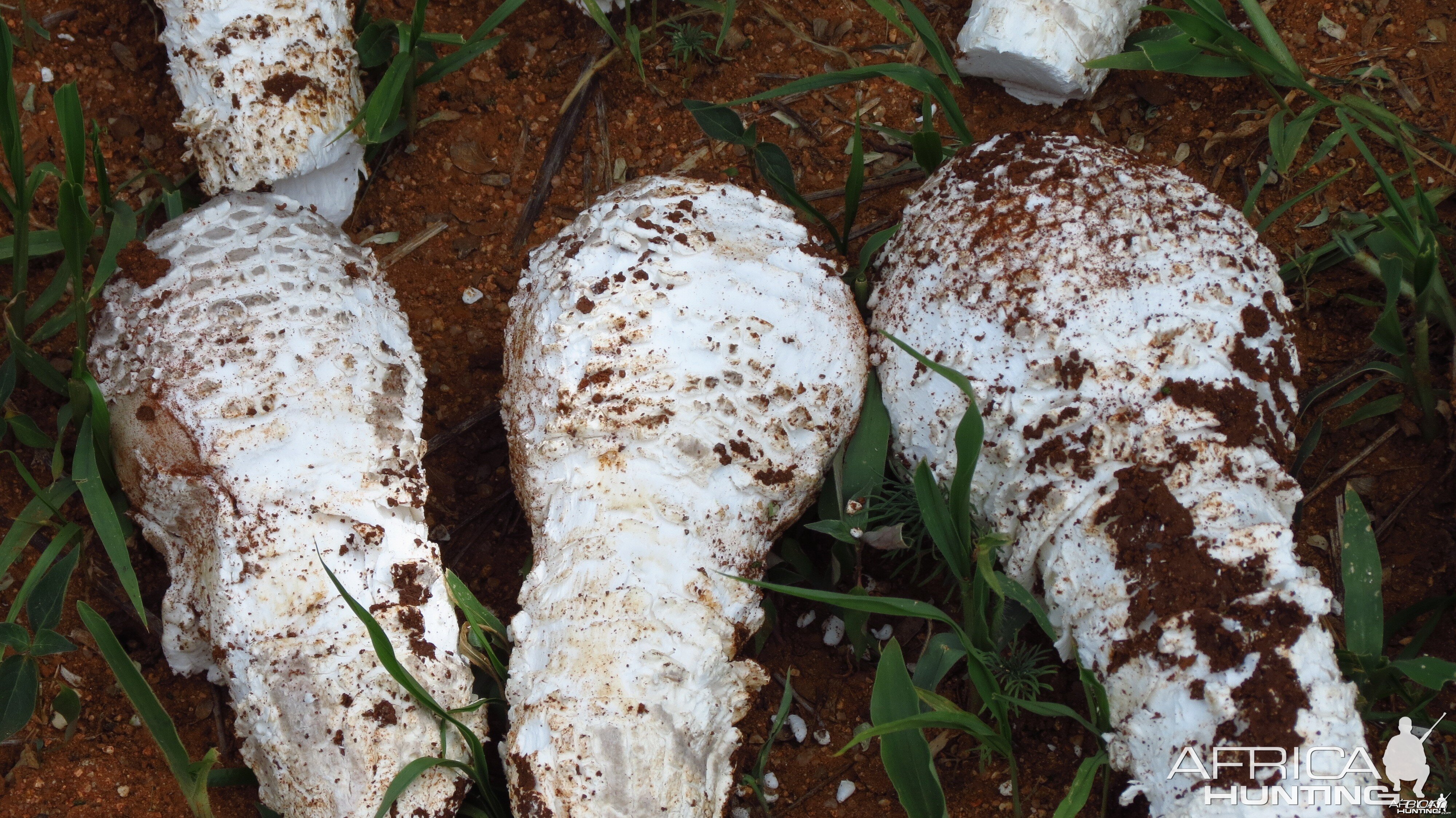 Omajowa termite hill mushrooms Namibia