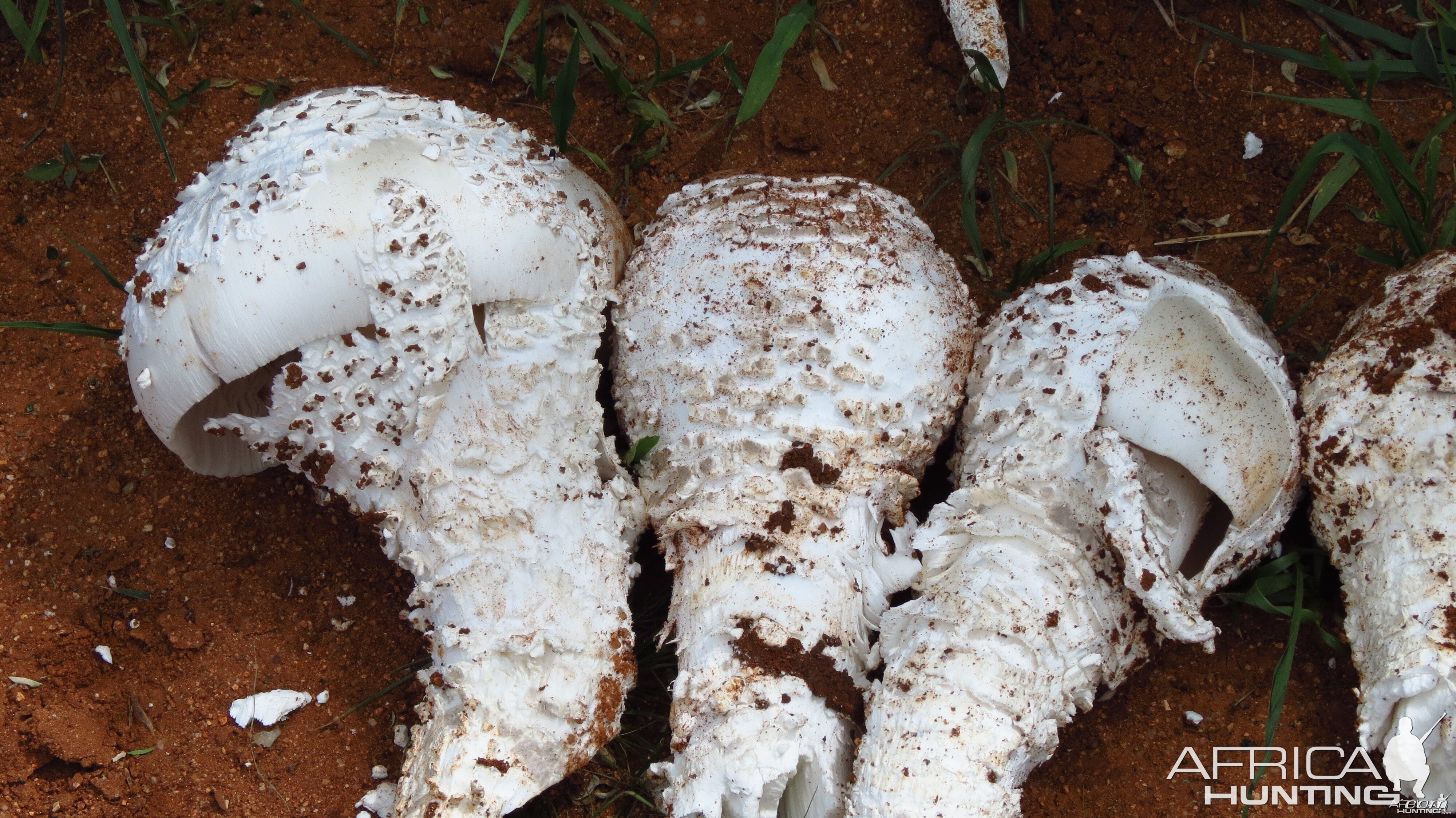 Omajowa termite hill mushrooms Namibia