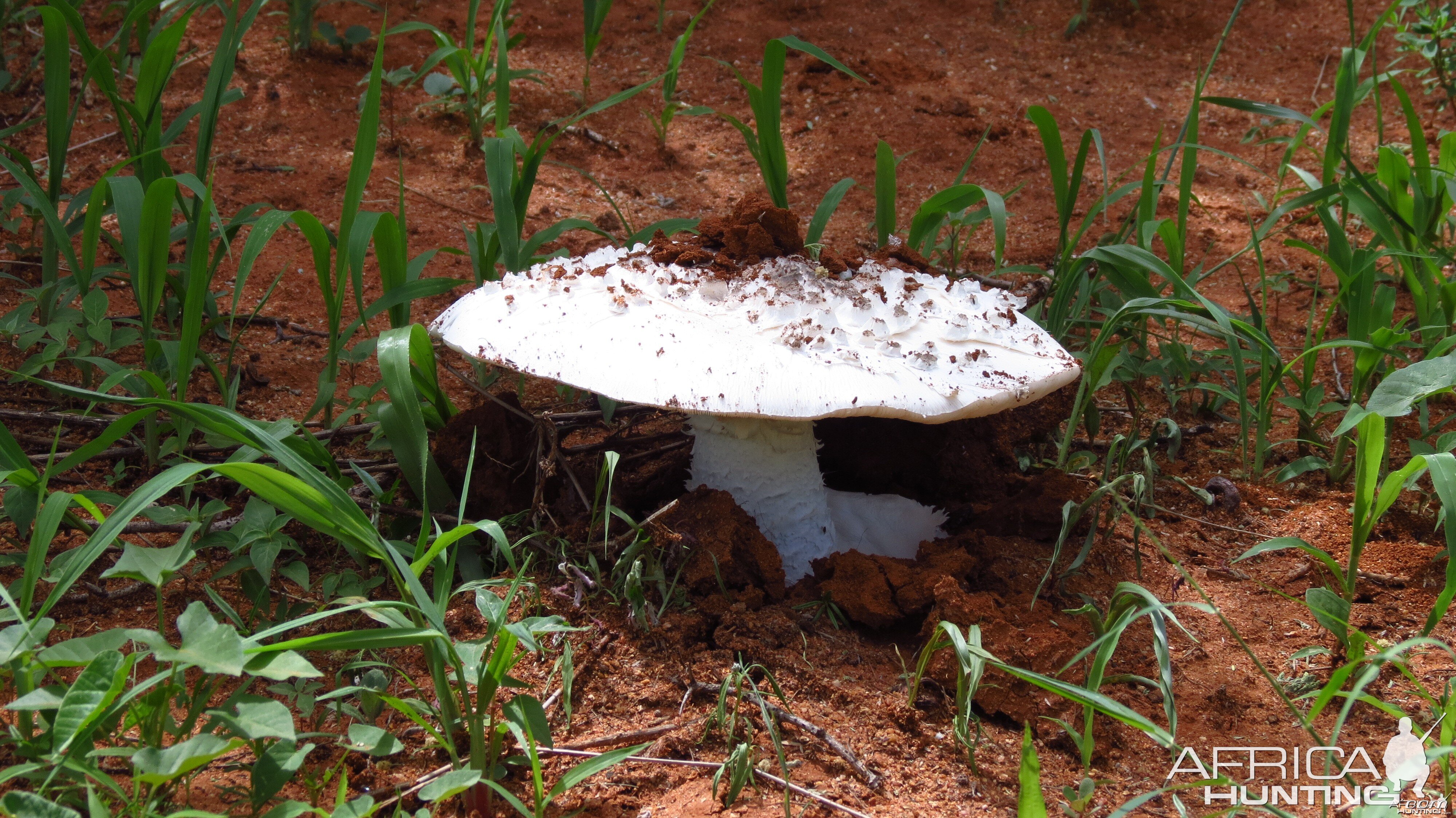 Omajowa termite hill mushrooms Namibia