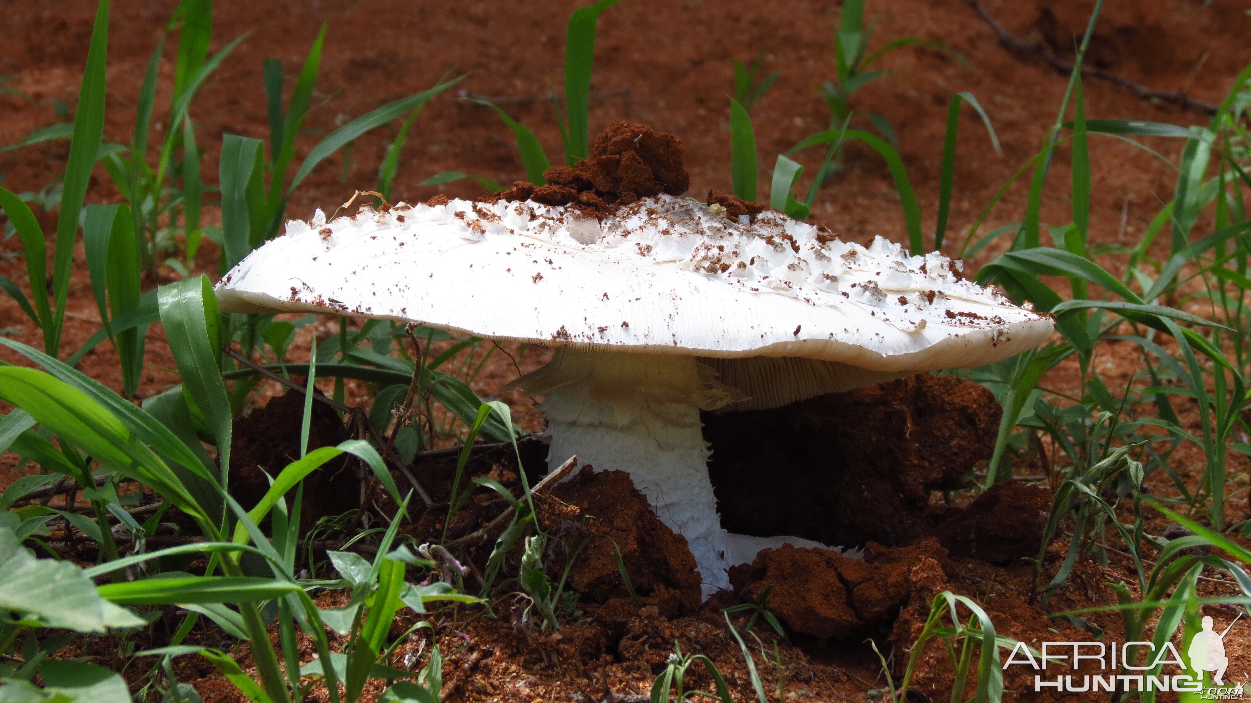 Omajowa termite hill mushrooms Namibia