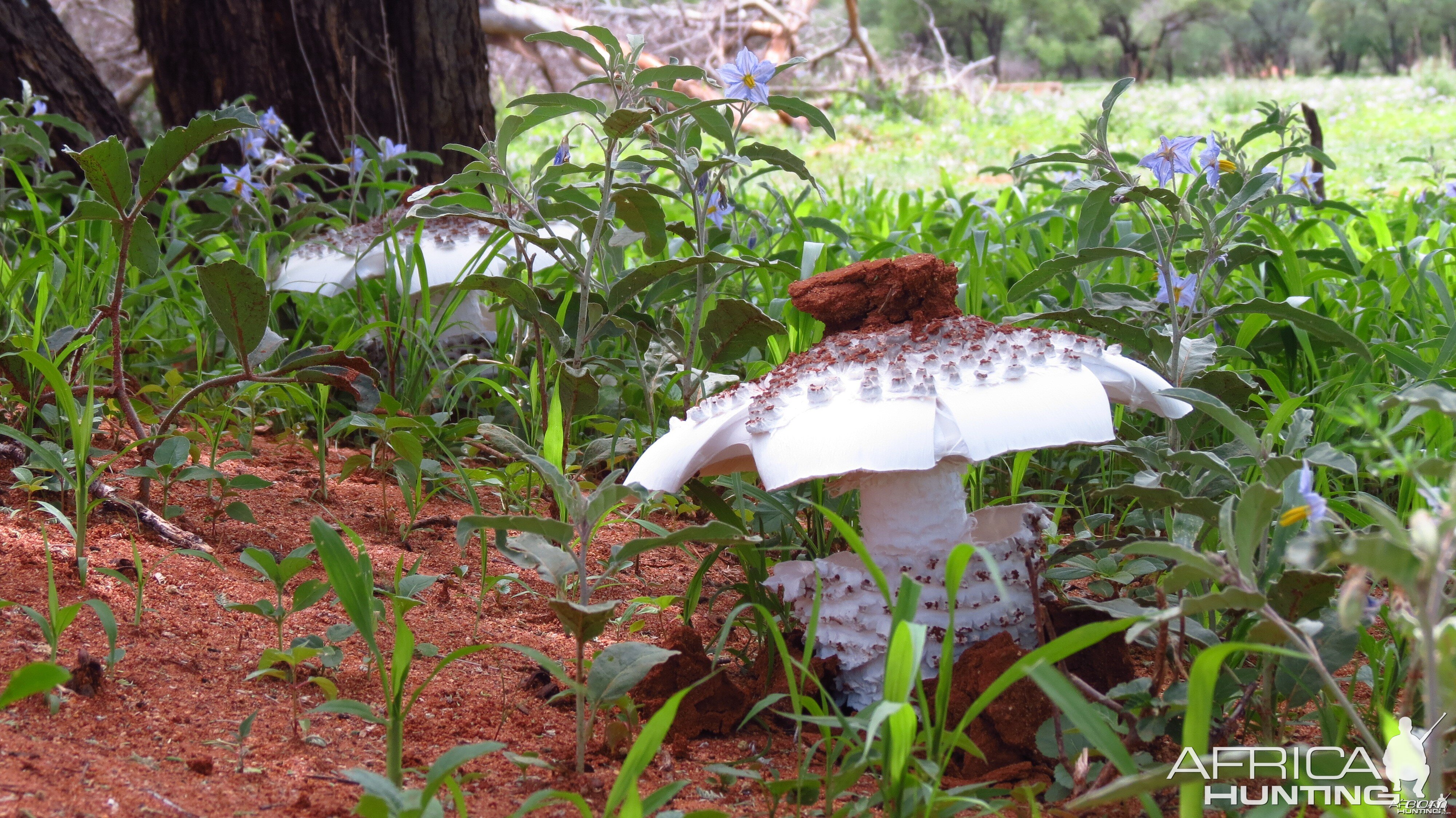 Omajowa termite hill mushrooms Namibia