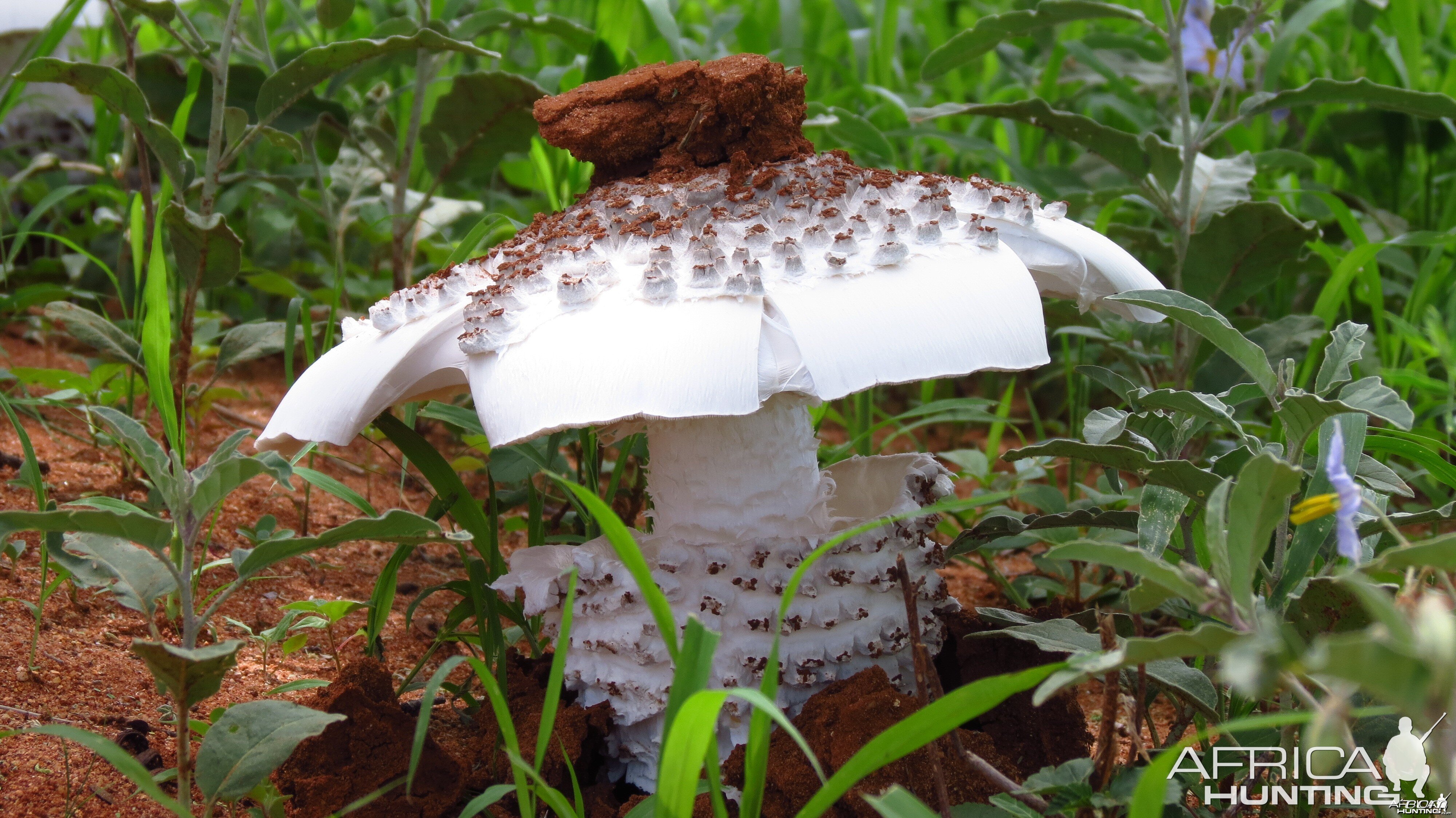 Omajowa termite hill mushrooms Namibia