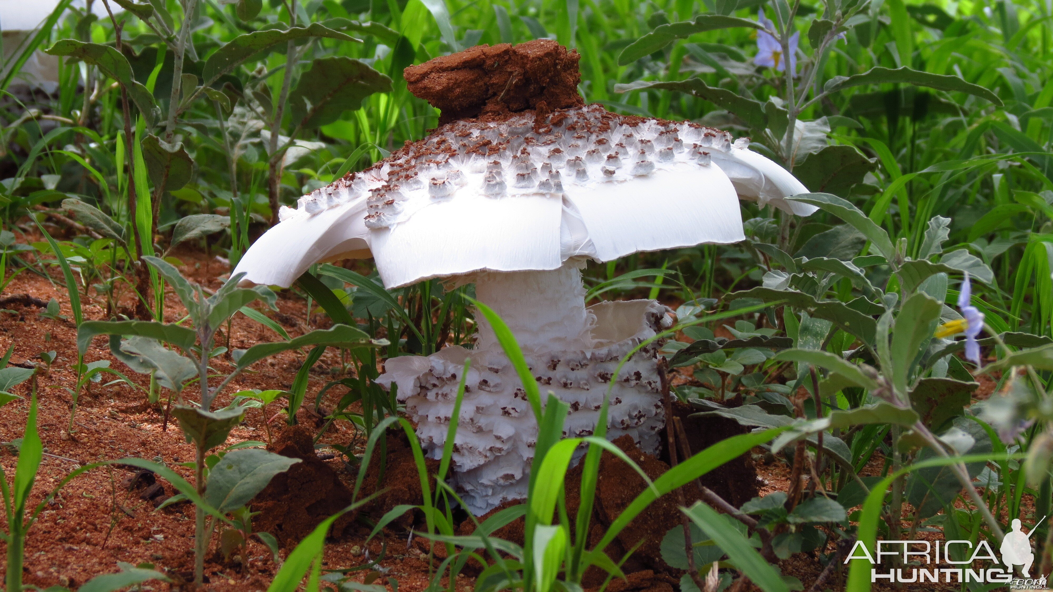 Omajowa termite hill mushrooms Namibia