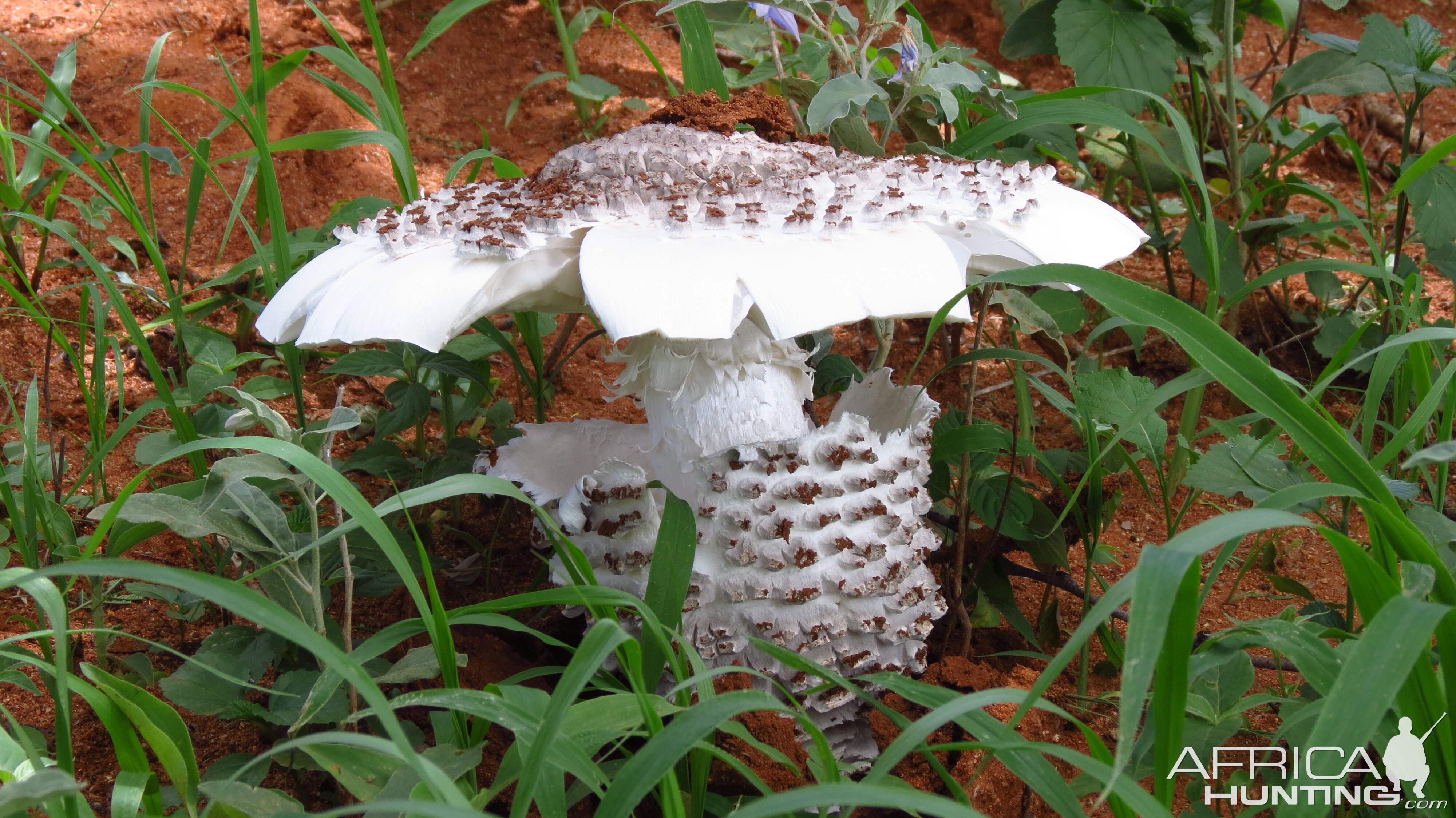 Omajowa termite hill mushrooms Namibia