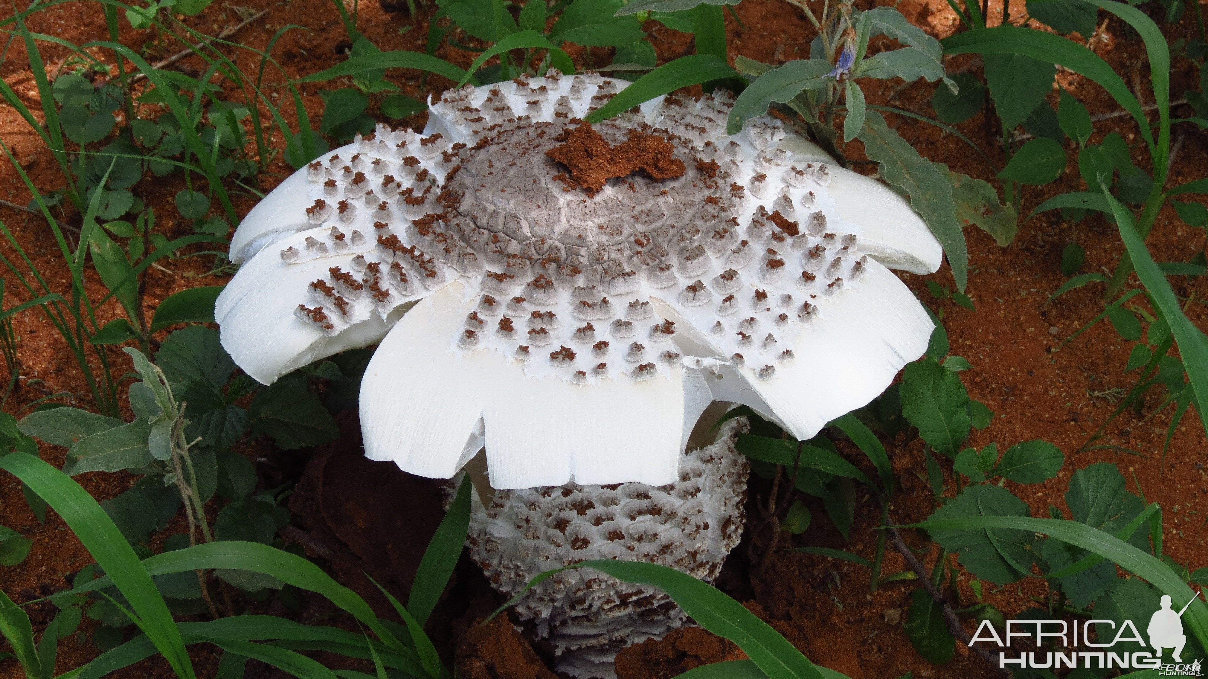 Omajowa termite hill mushrooms Namibia