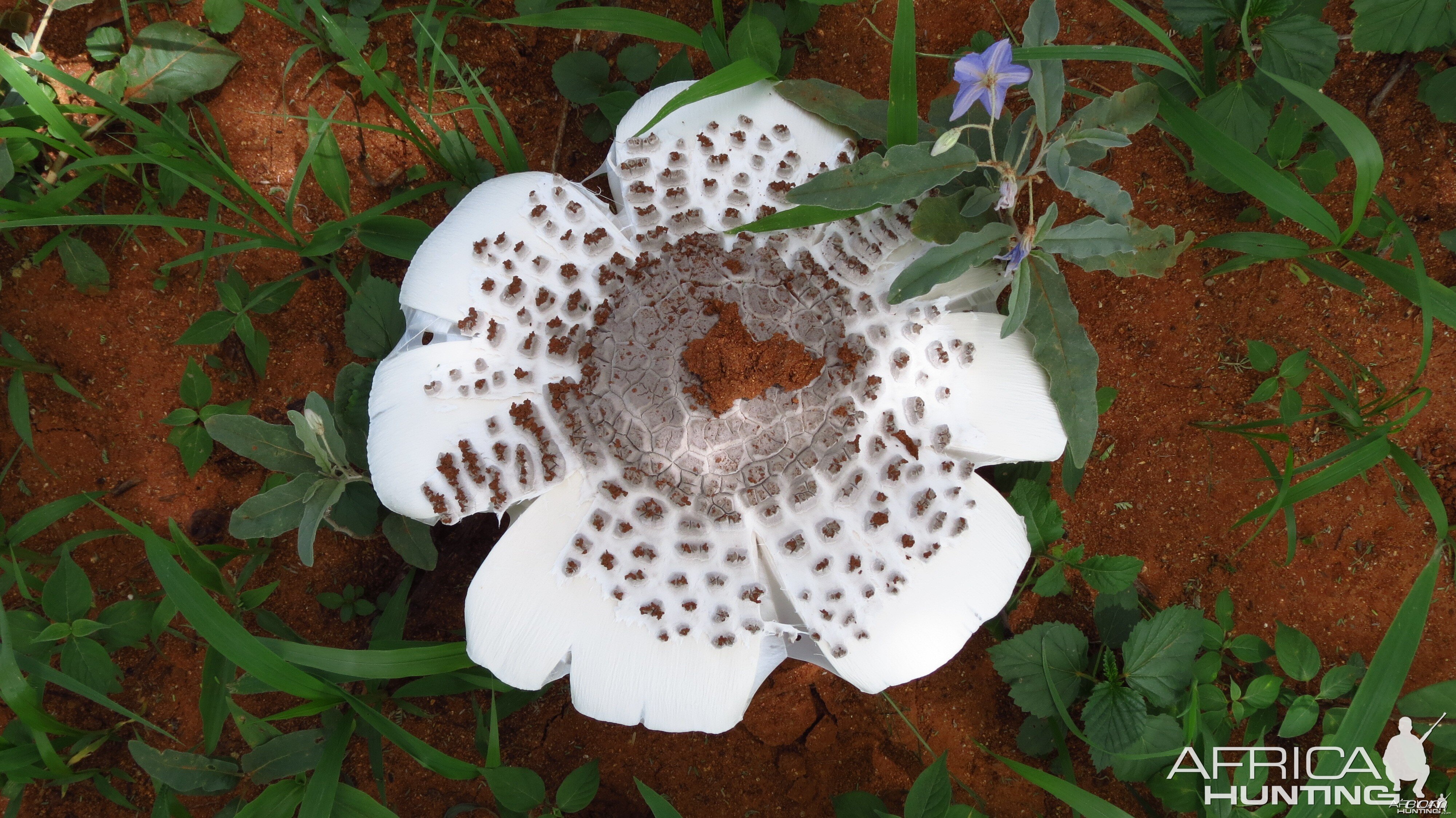 Omajowa termite hill mushrooms Namibia