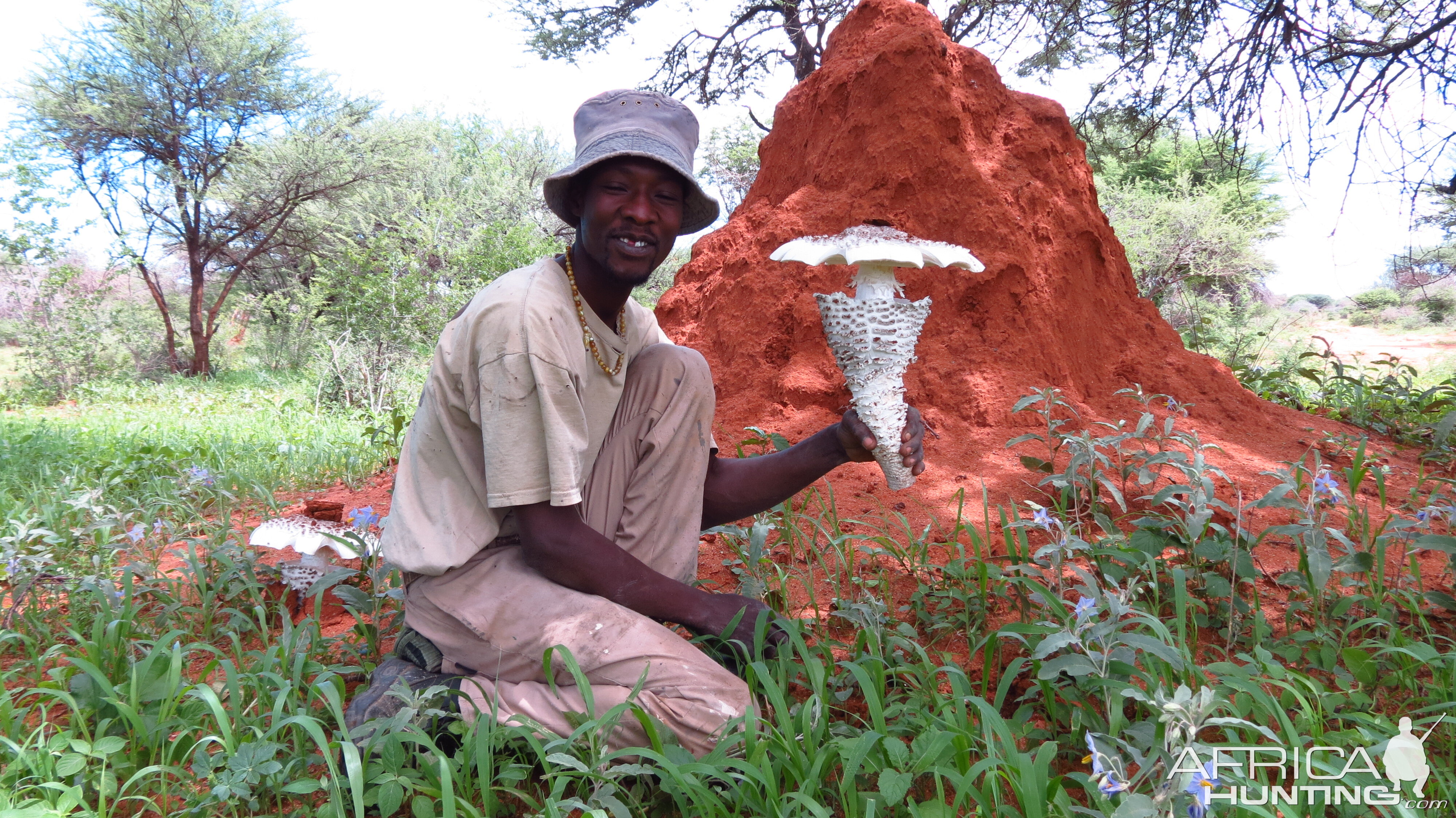 Omajowa termite hill mushrooms Namibia