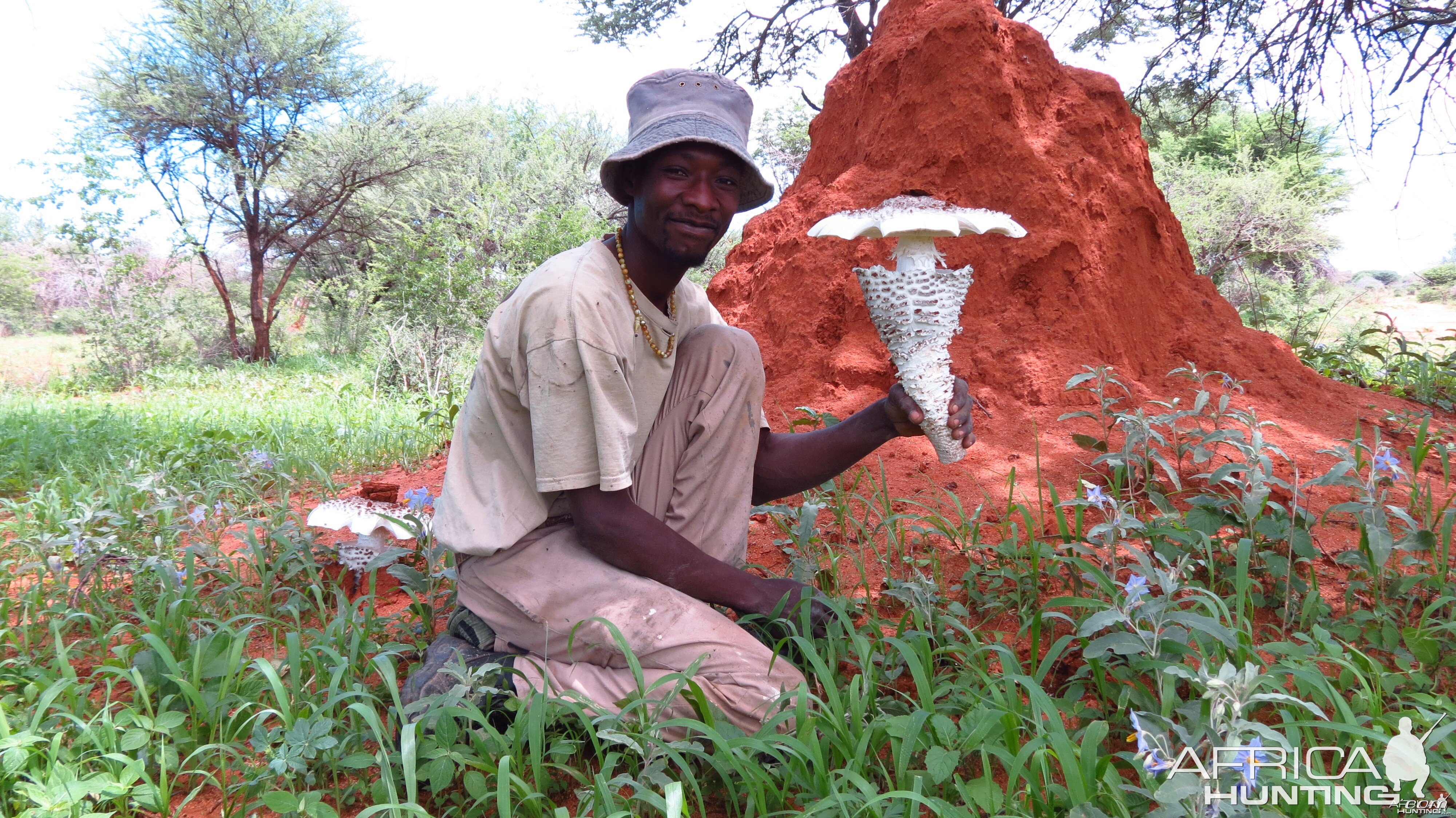 Omajowa termite hill mushrooms Namibia