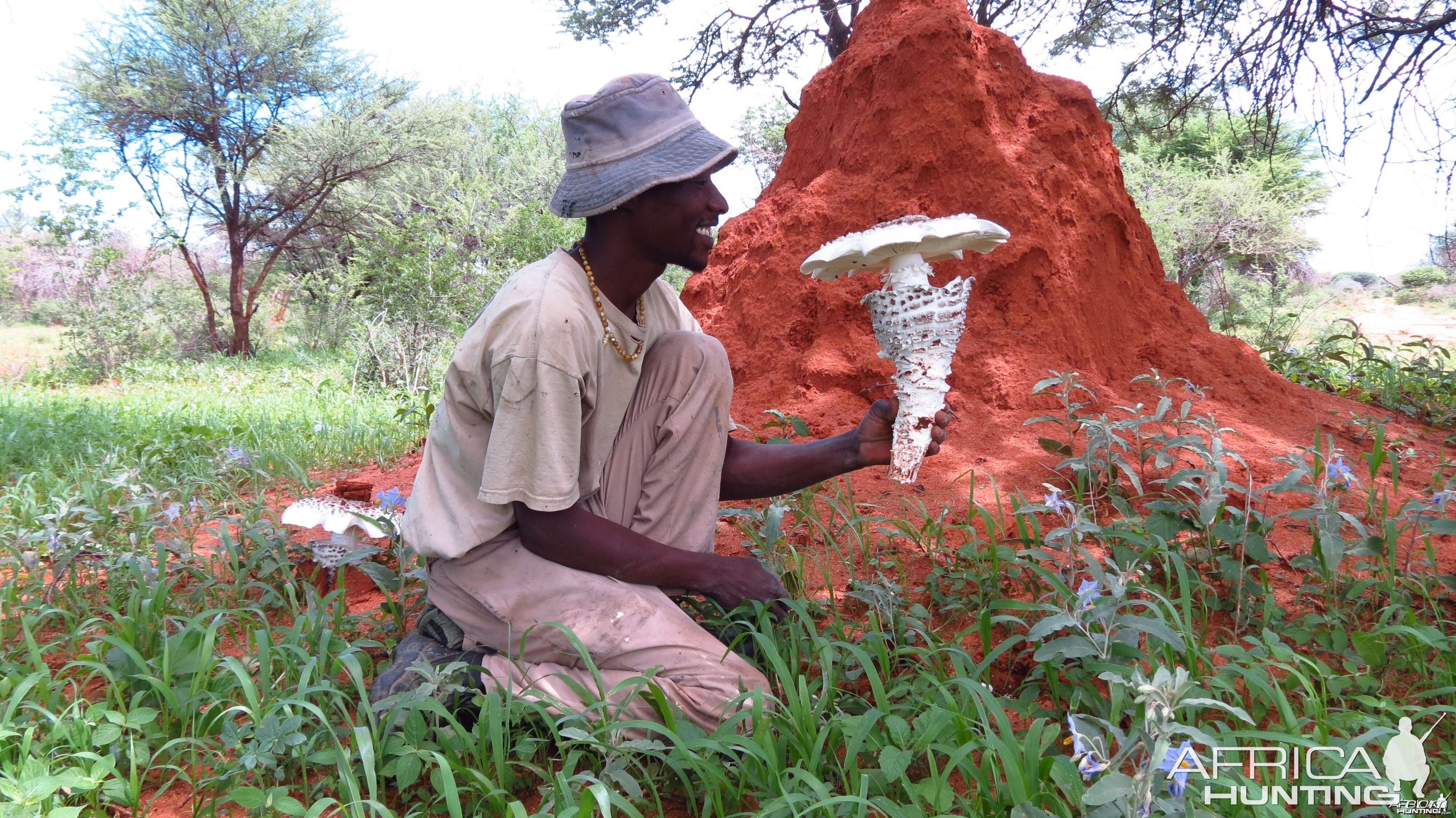 Omajowa termite hill mushrooms Namibia