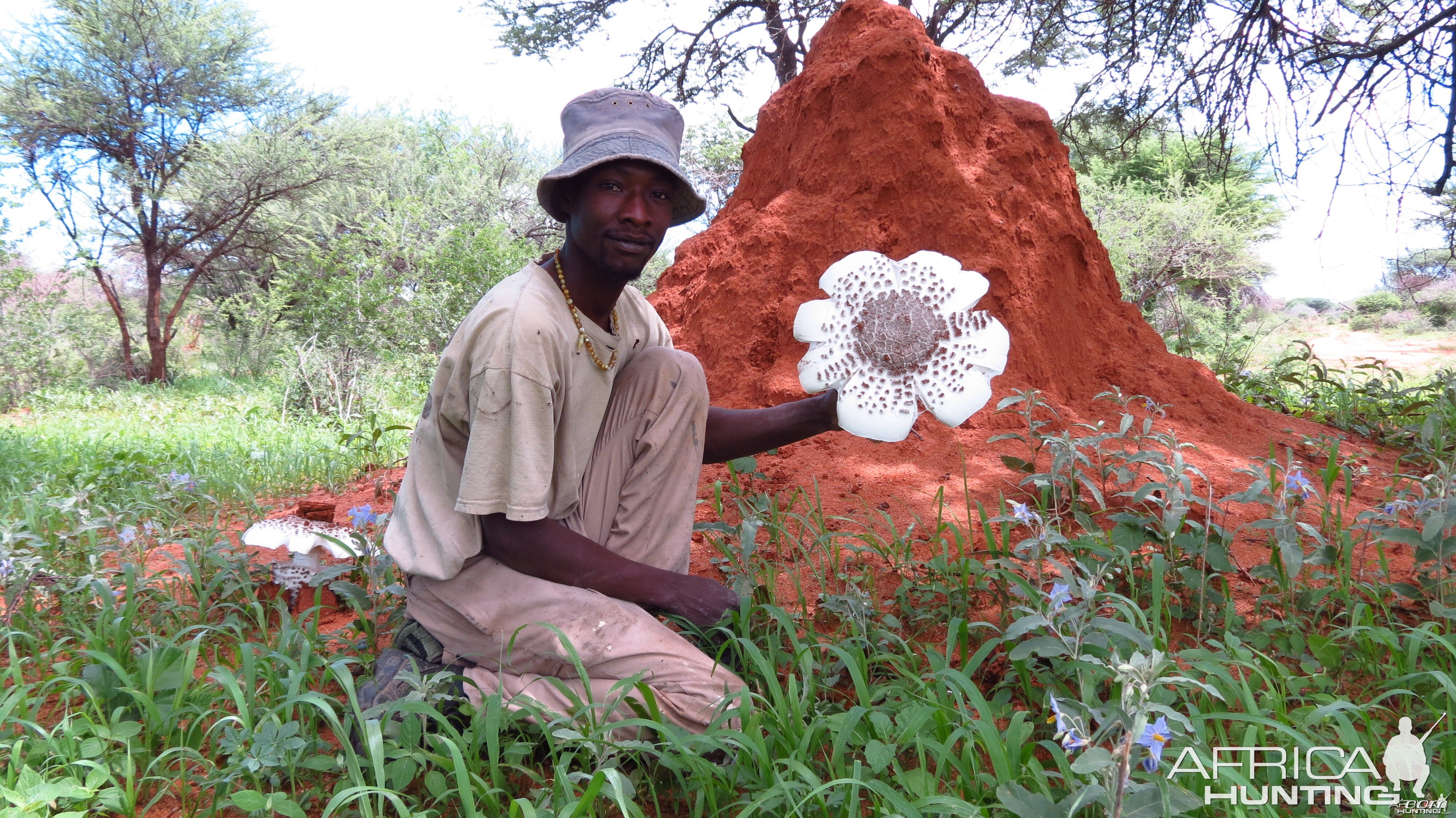 Omajowa termite hill mushrooms Namibia