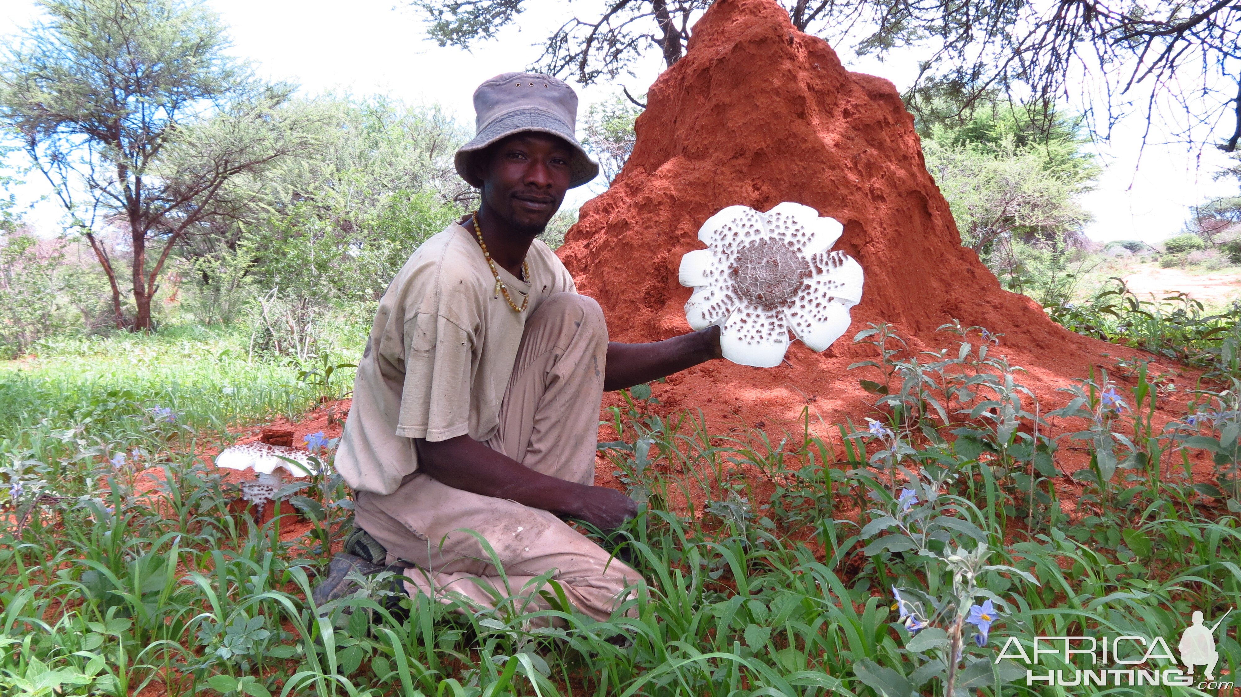 Omajowa termite hill mushrooms Namibia