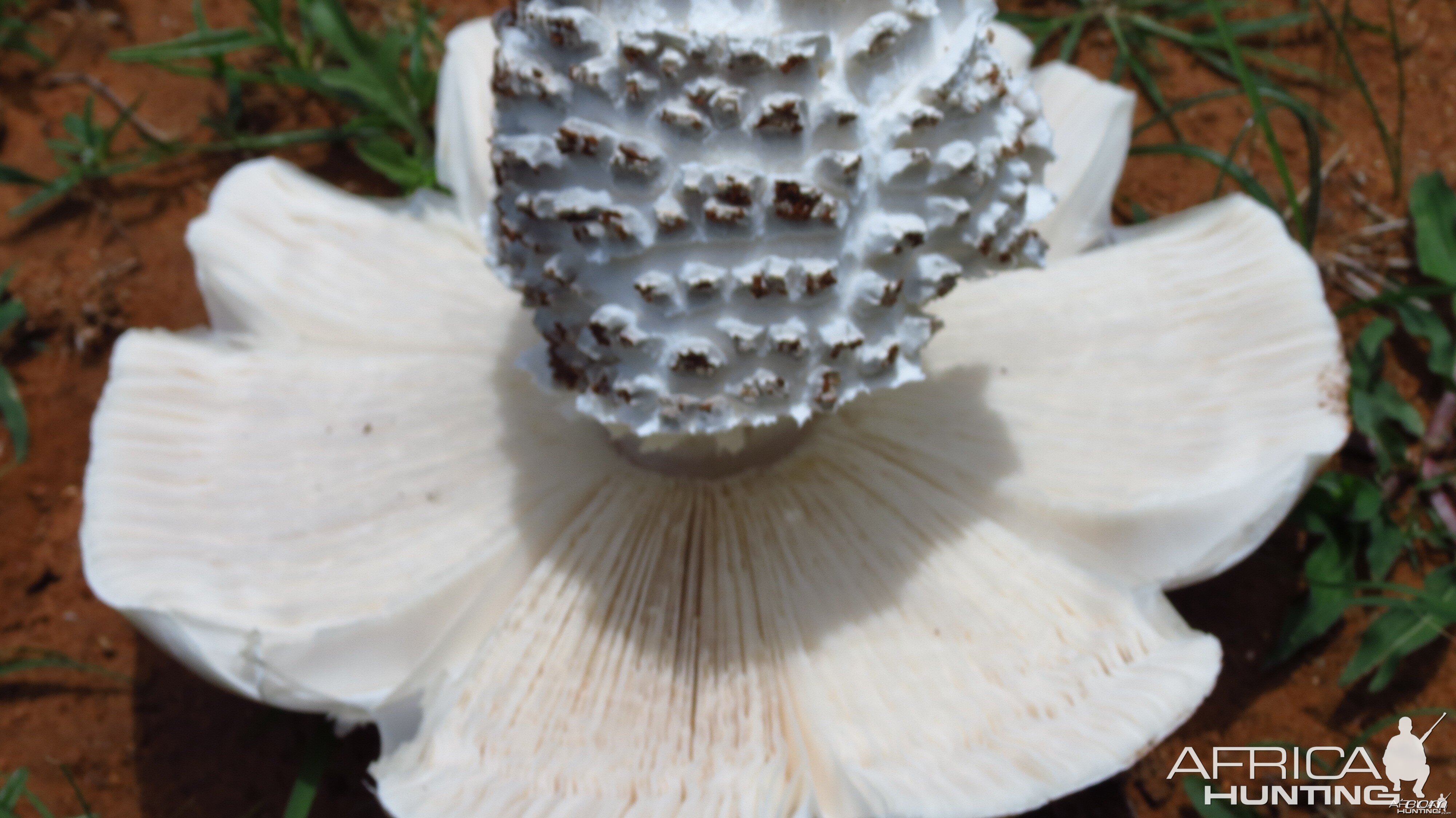 Omajowa termite hill mushrooms Namibia