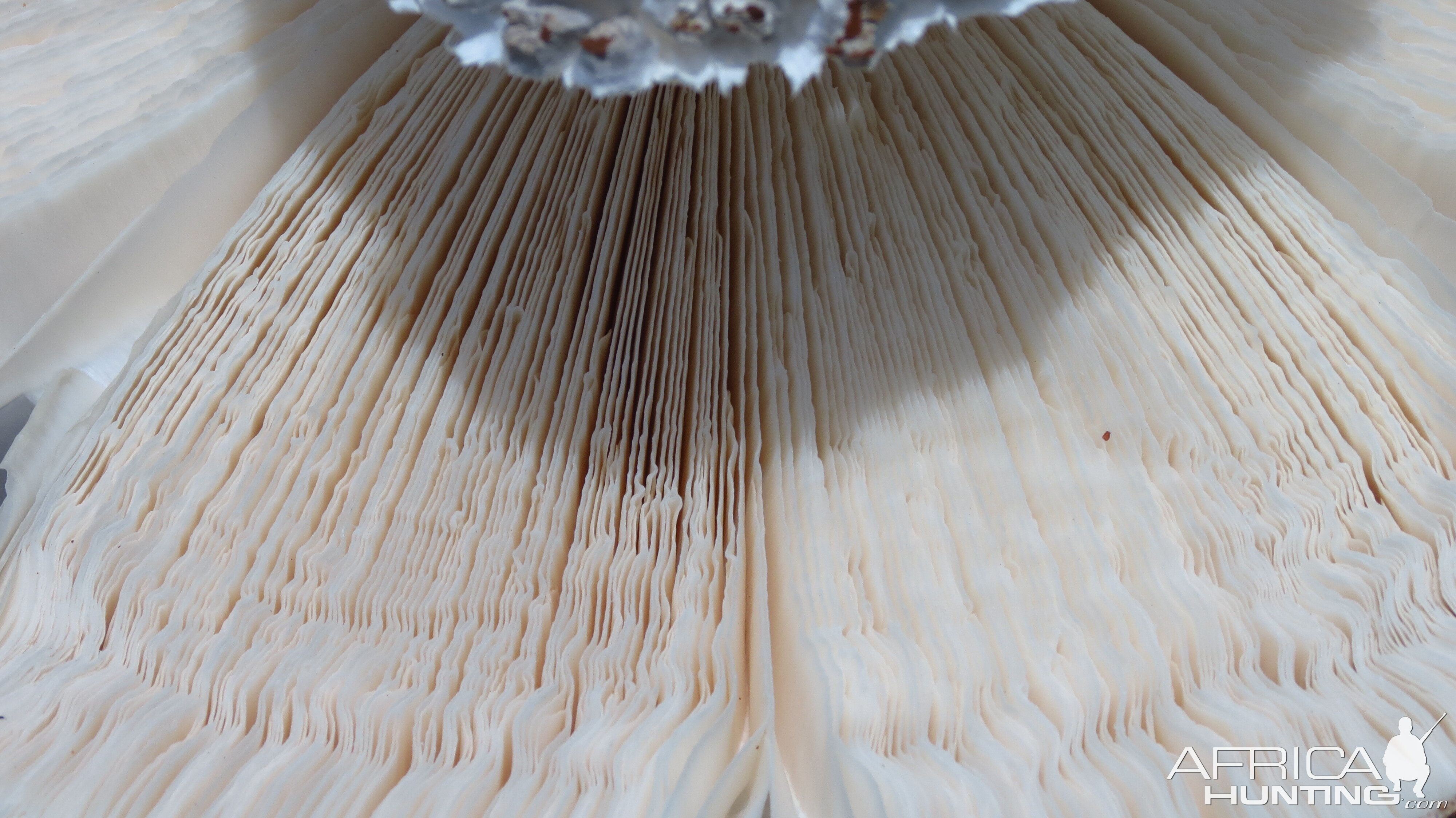 Omajowa termite hill mushrooms Namibia