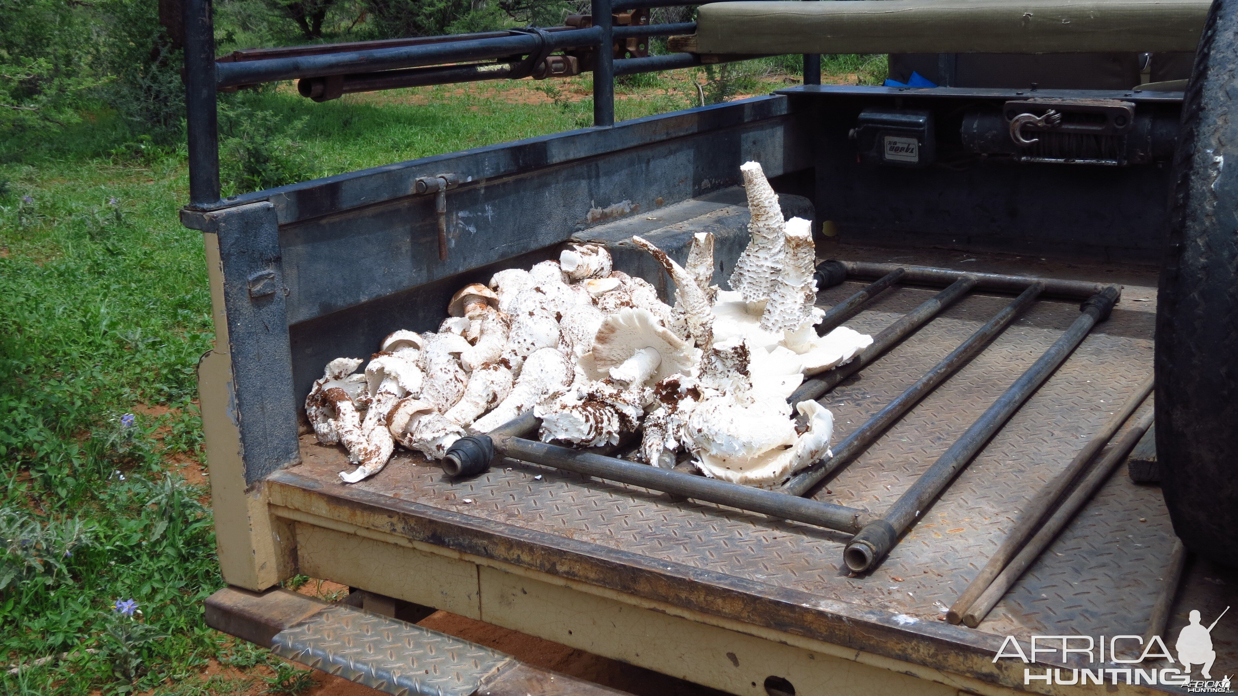 Omajowa termite hill mushrooms Namibia