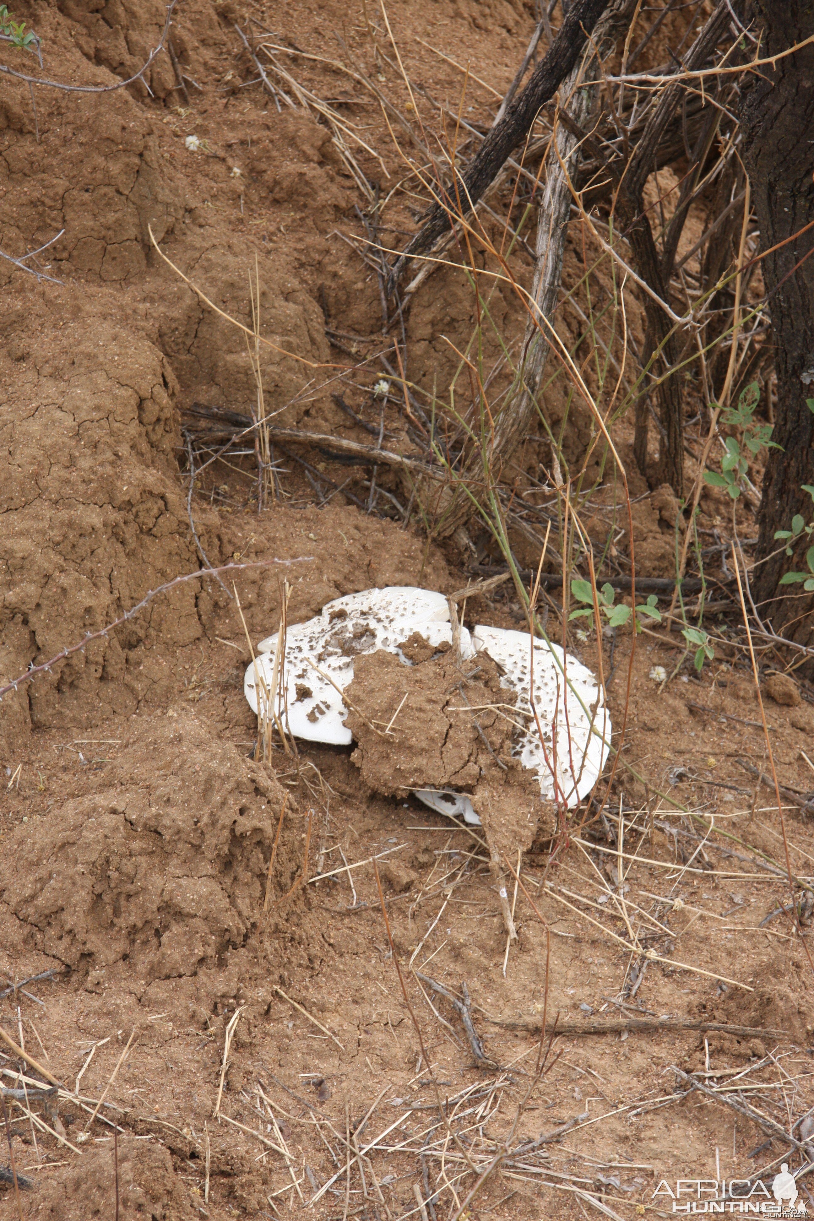 Omajowa termite hill mushrooms Namibia