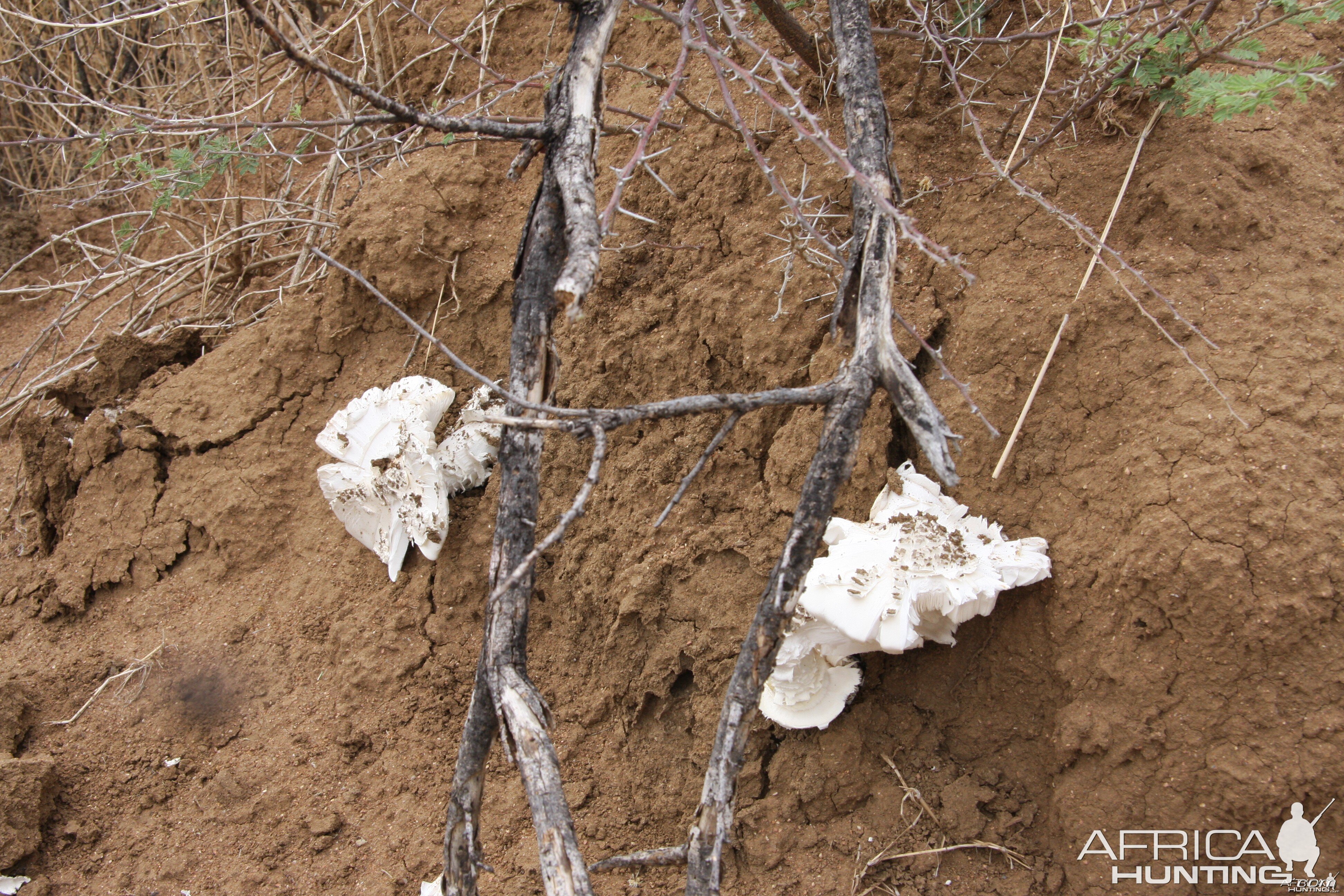 Omajowa termite hill mushrooms Namibia