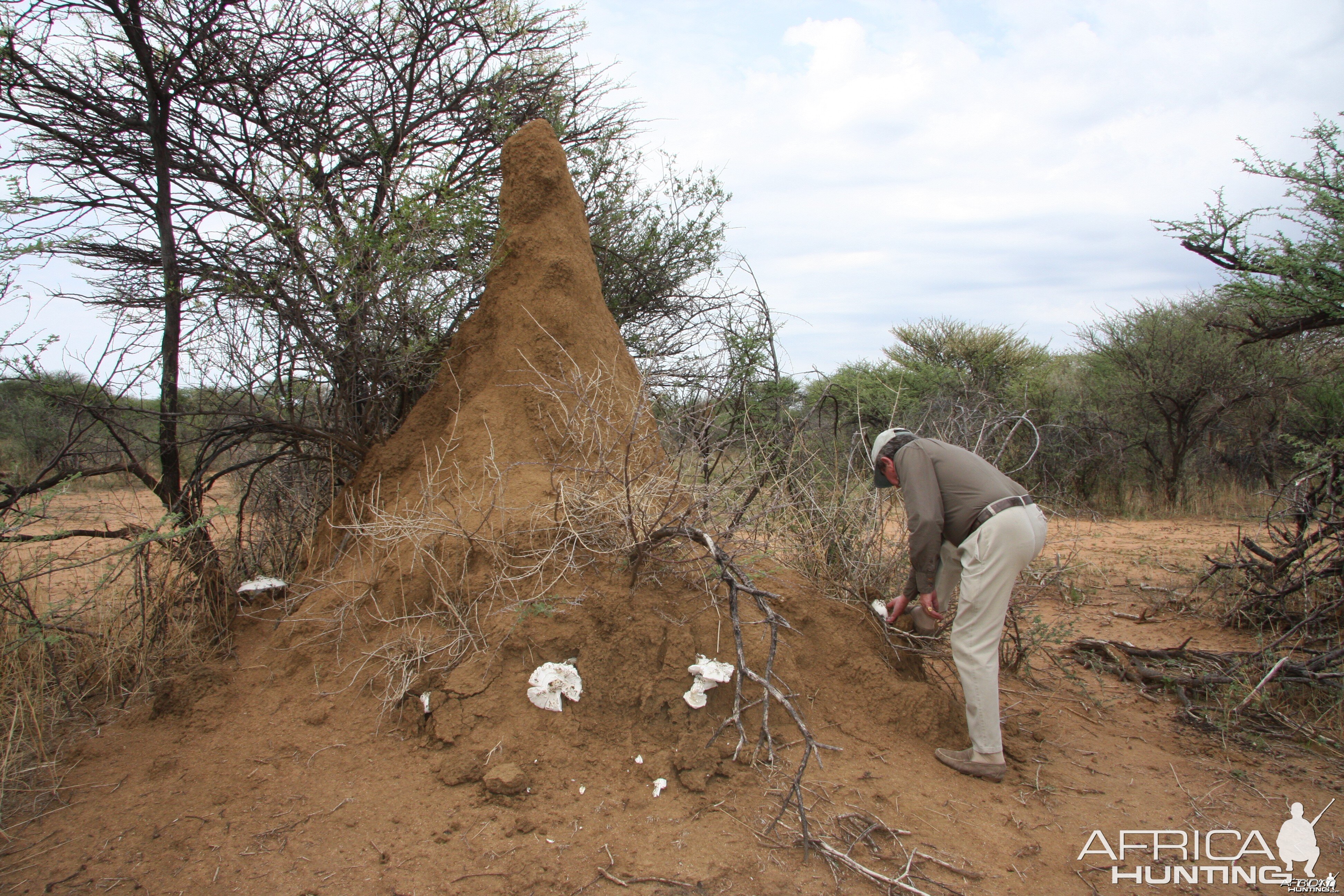 Omajowa termite hill mushrooms Namibia