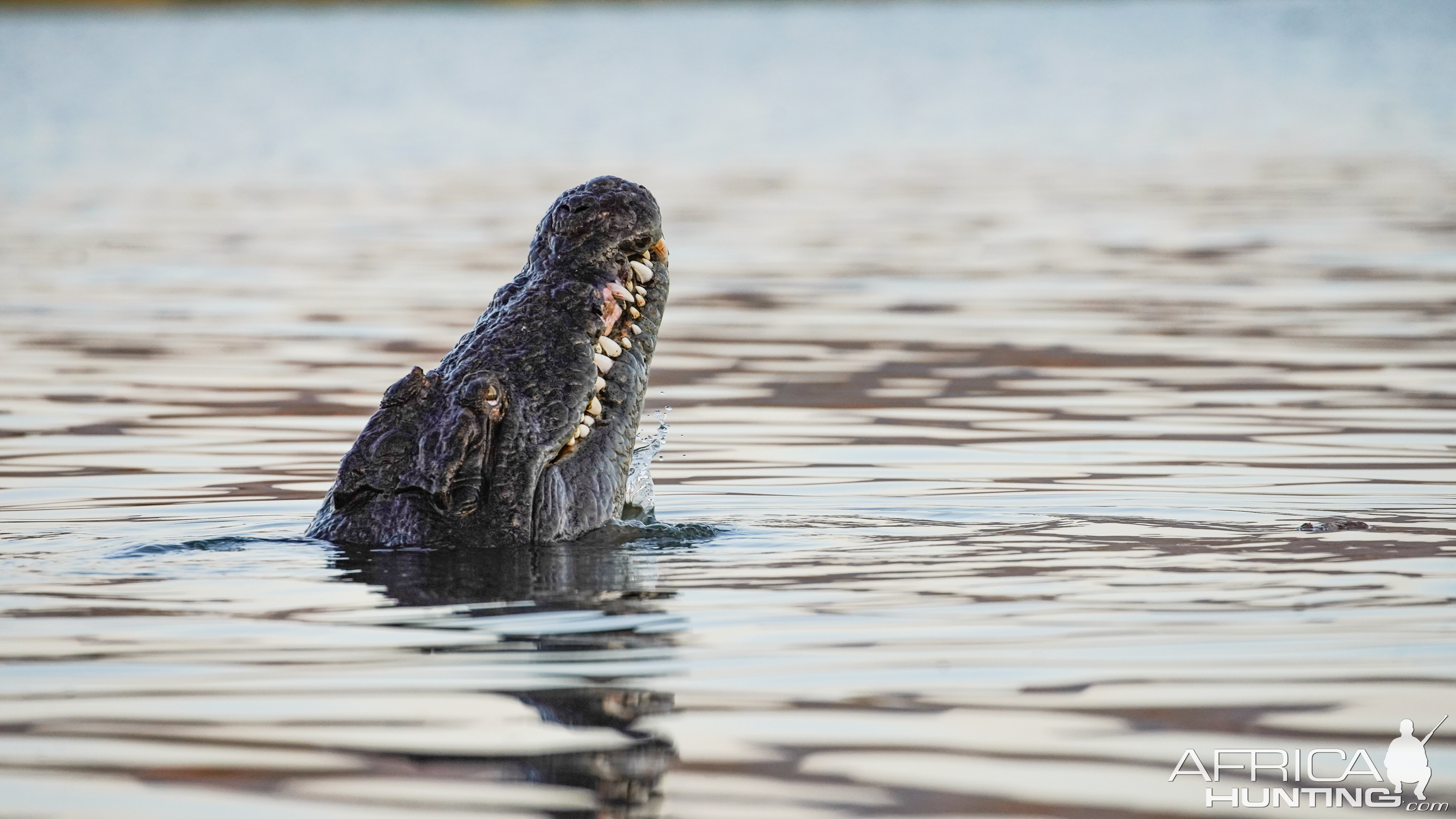 Omay Crocodile