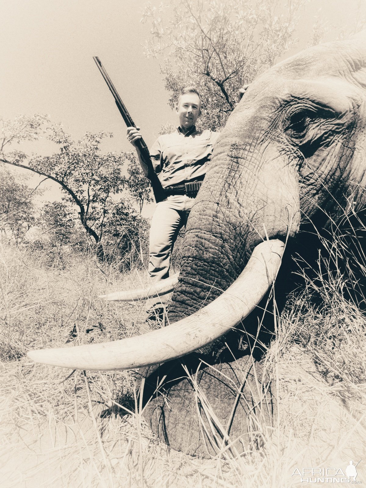 Omay Elephant Bull Hunt