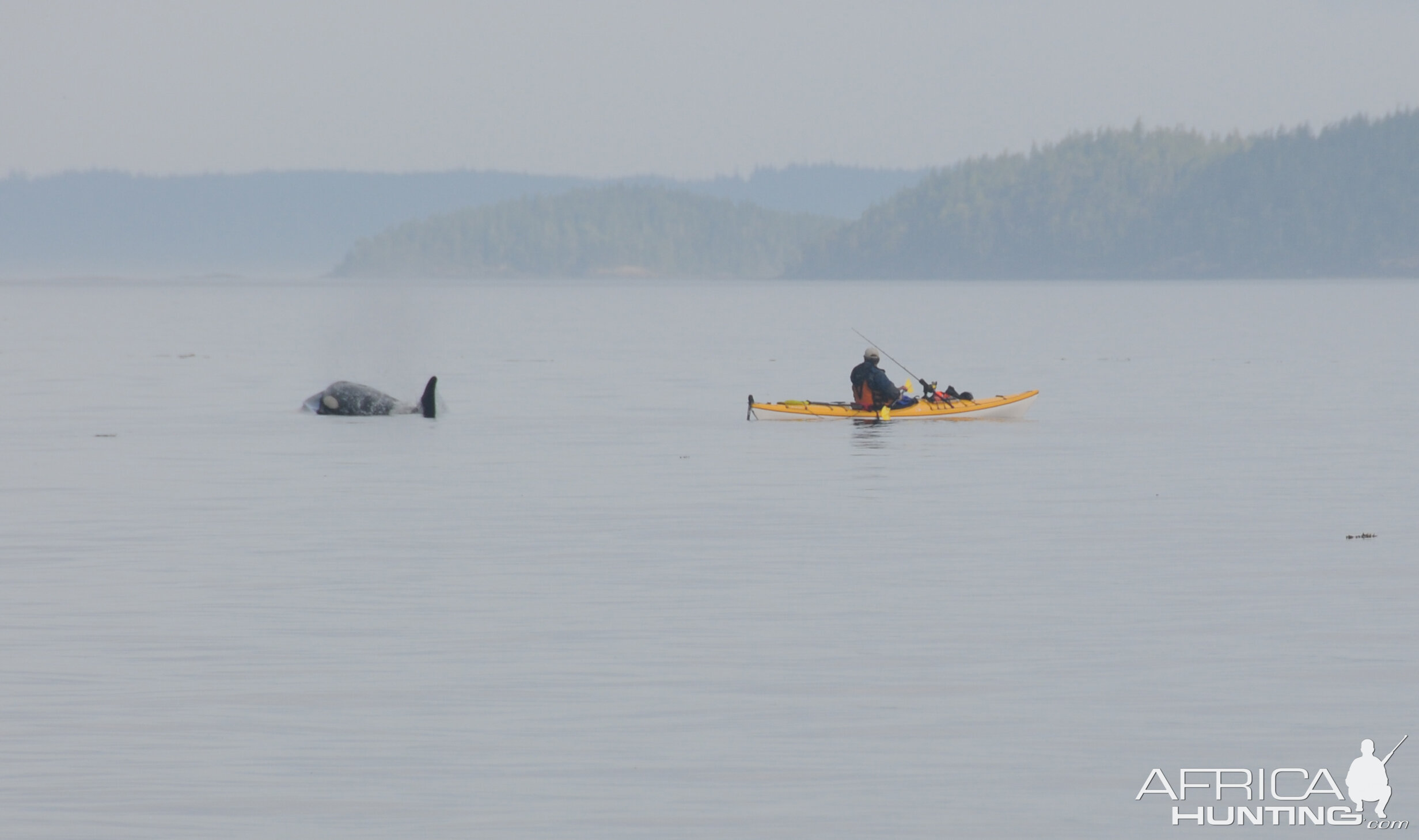 Orca Fishing