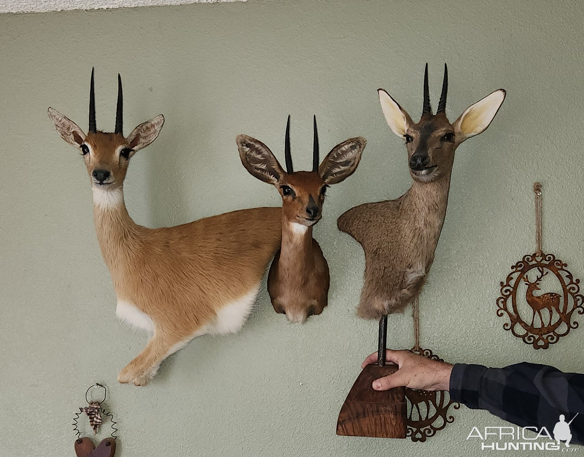 Oribi Wall Pedestal Mount, Steenbok Shoulder Mount & Duiker Pedestal Mount Taxidermy