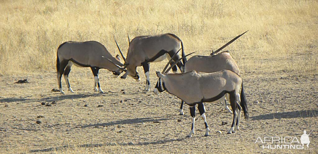 Oryx at Kataneno