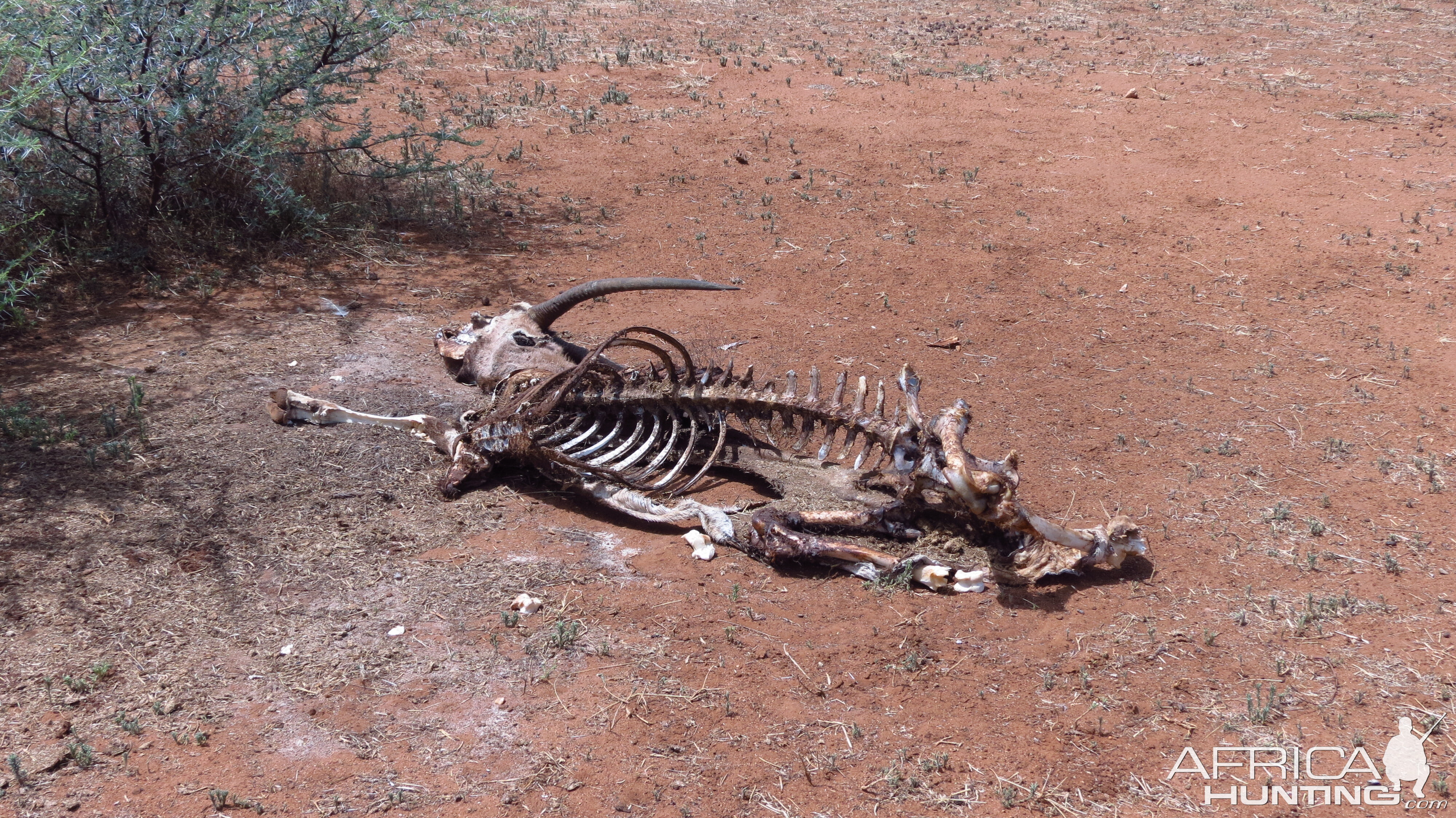 Oryx Carcass Namibia