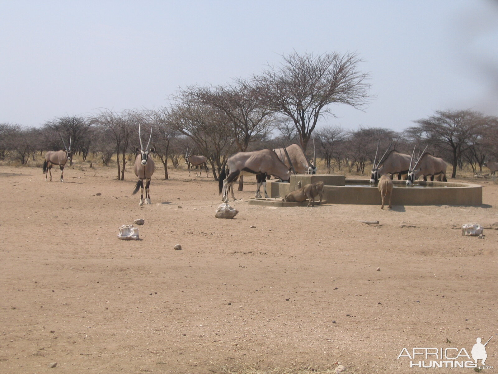 Oryx Namibia