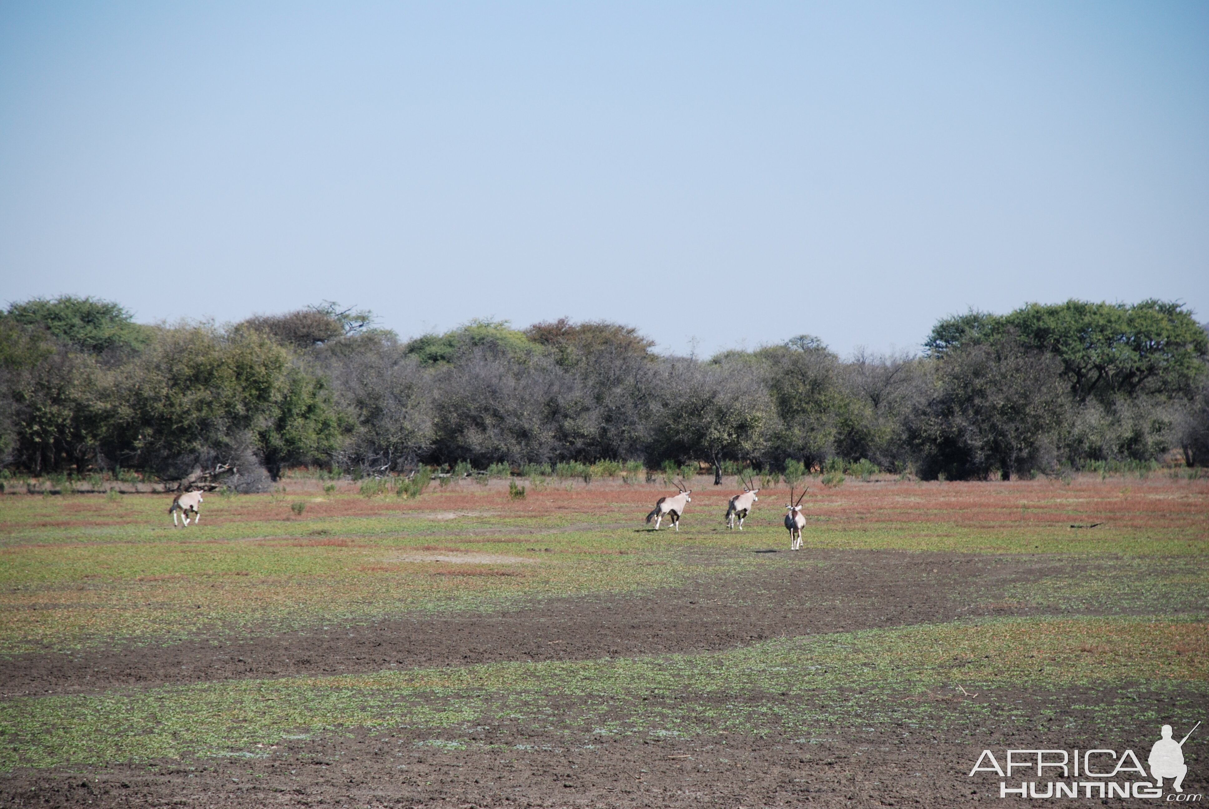 Oryx Namibia