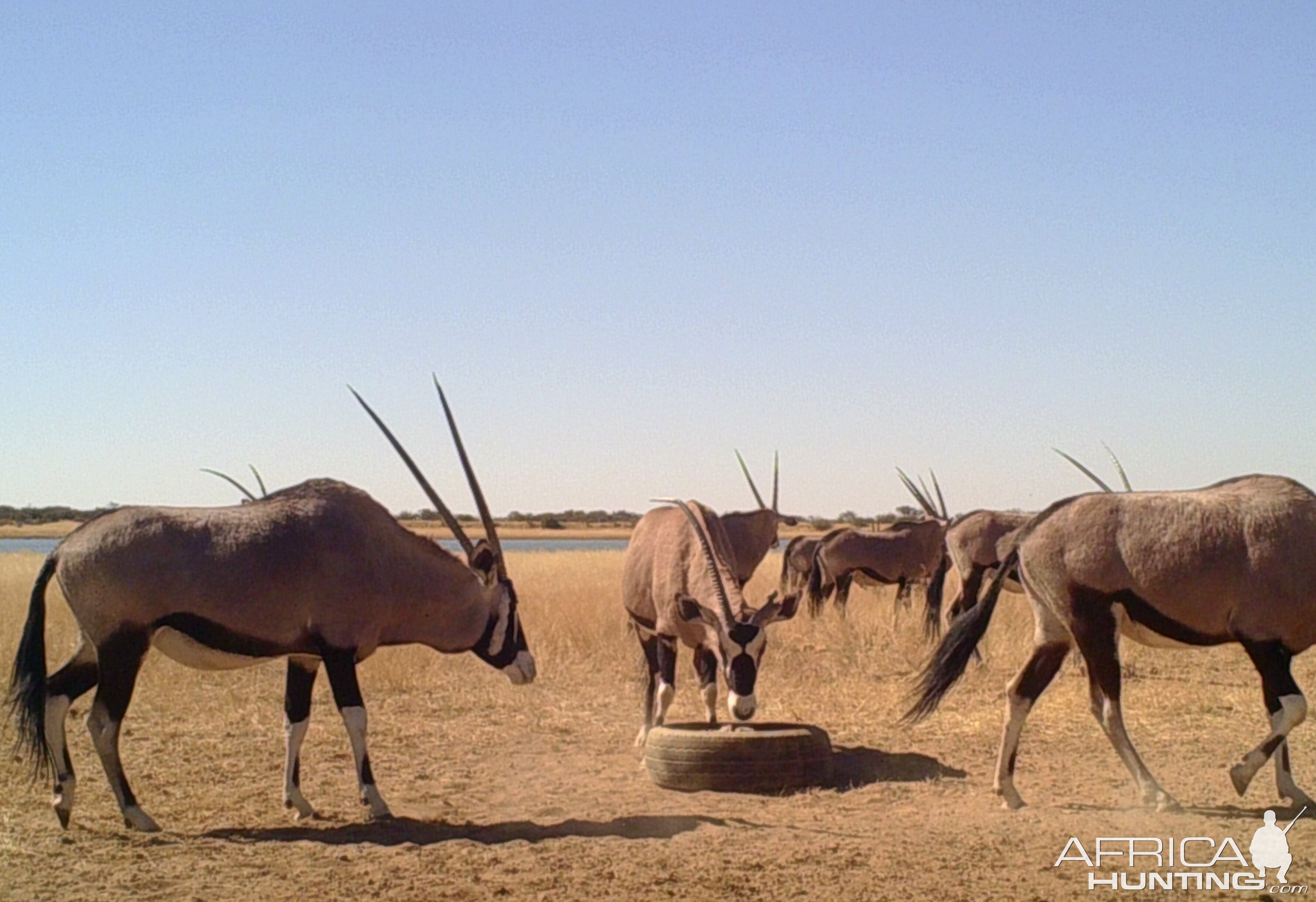 Oryx roaming