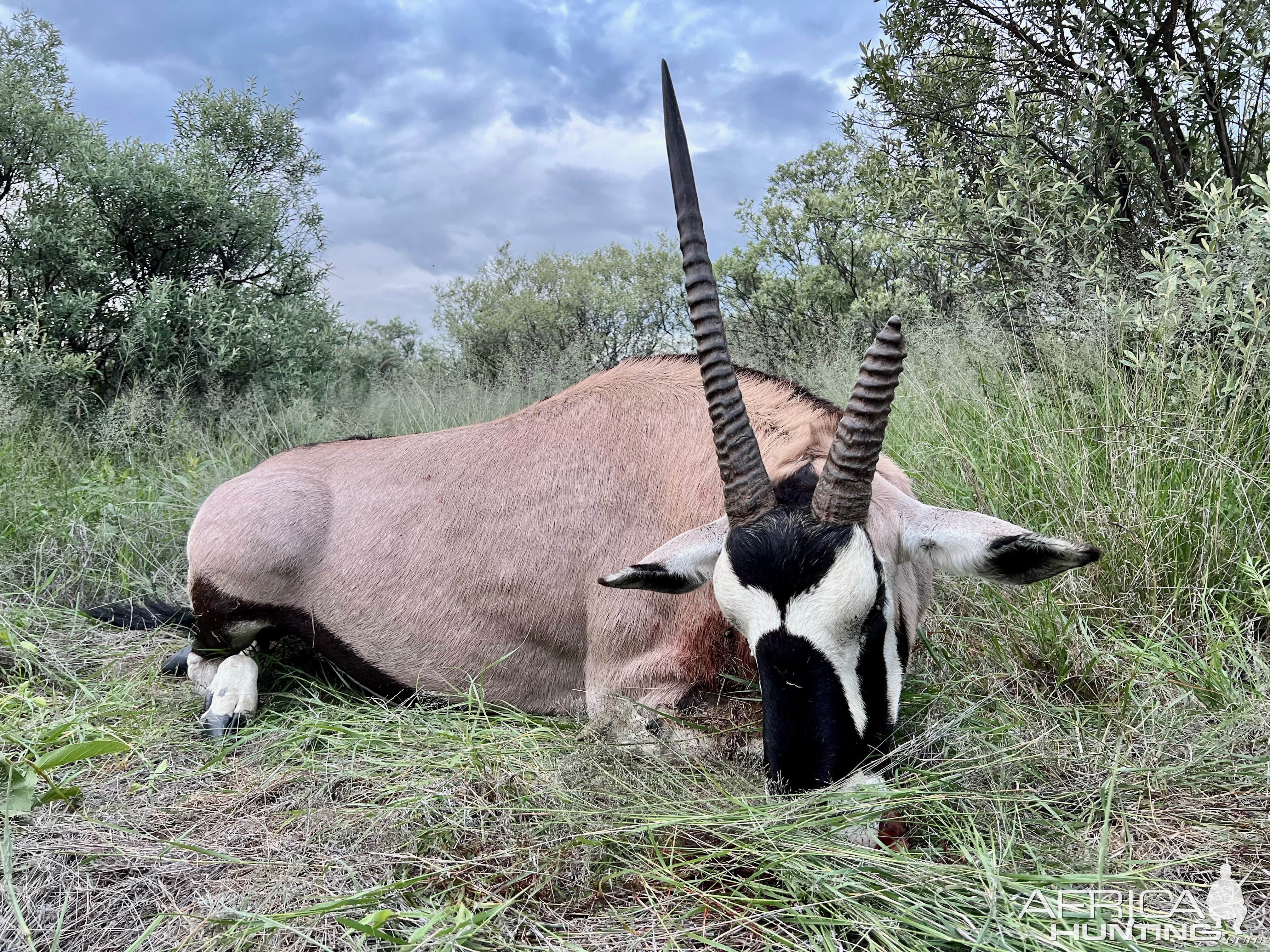 Oryx with Zana Botes Safari