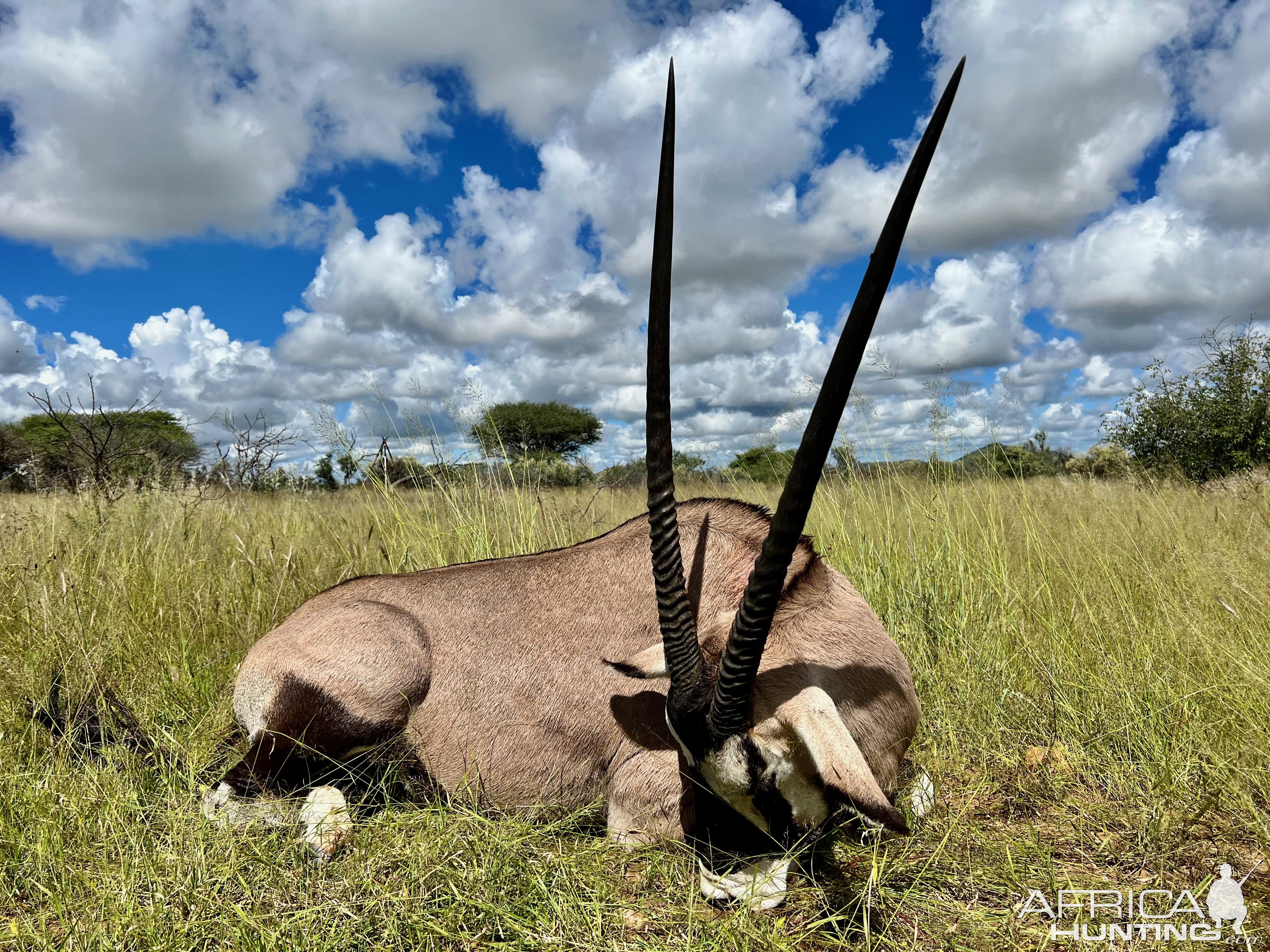 Oryx with Zana Botes Safari