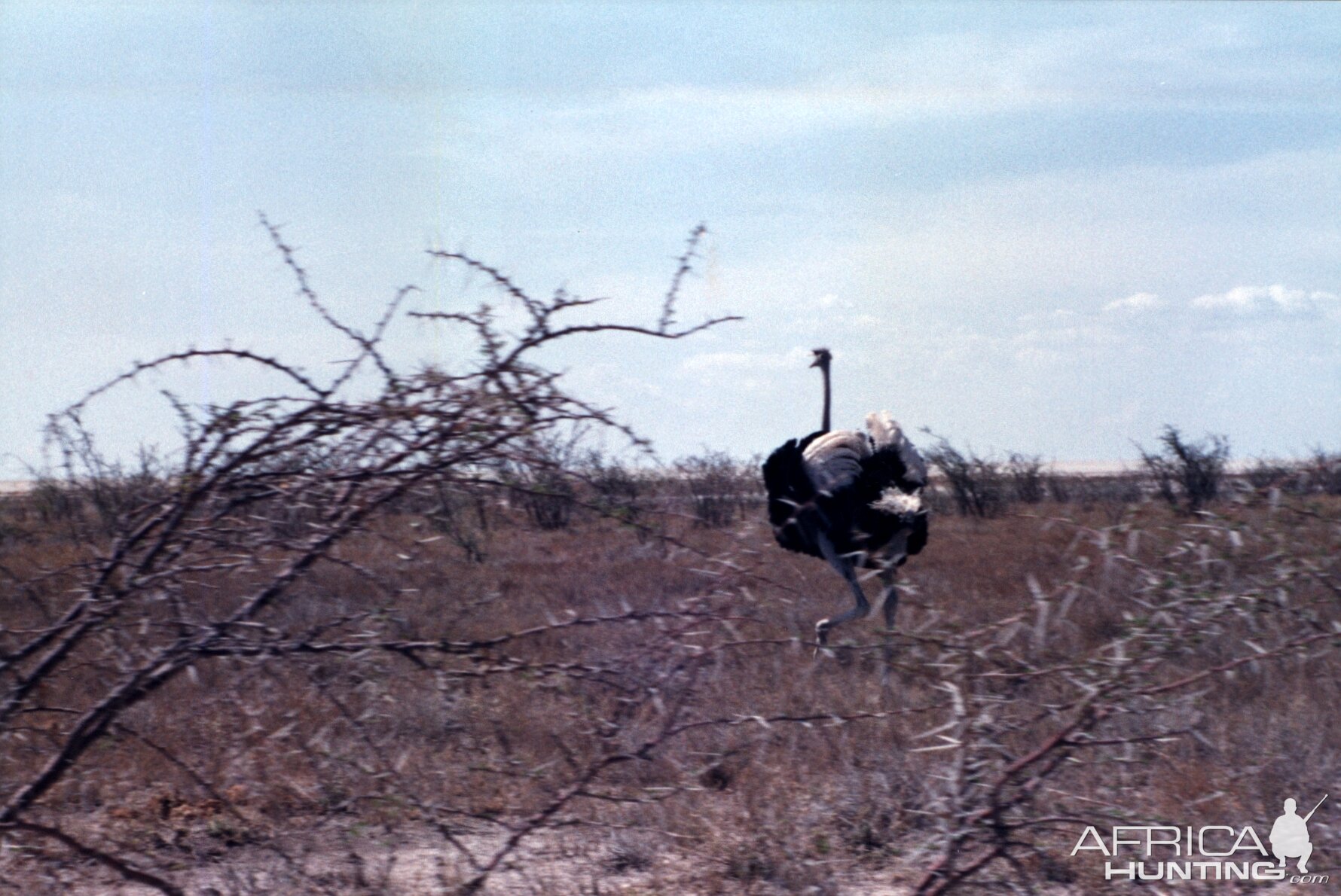 Ostrich at Etosha National Park in Namibia