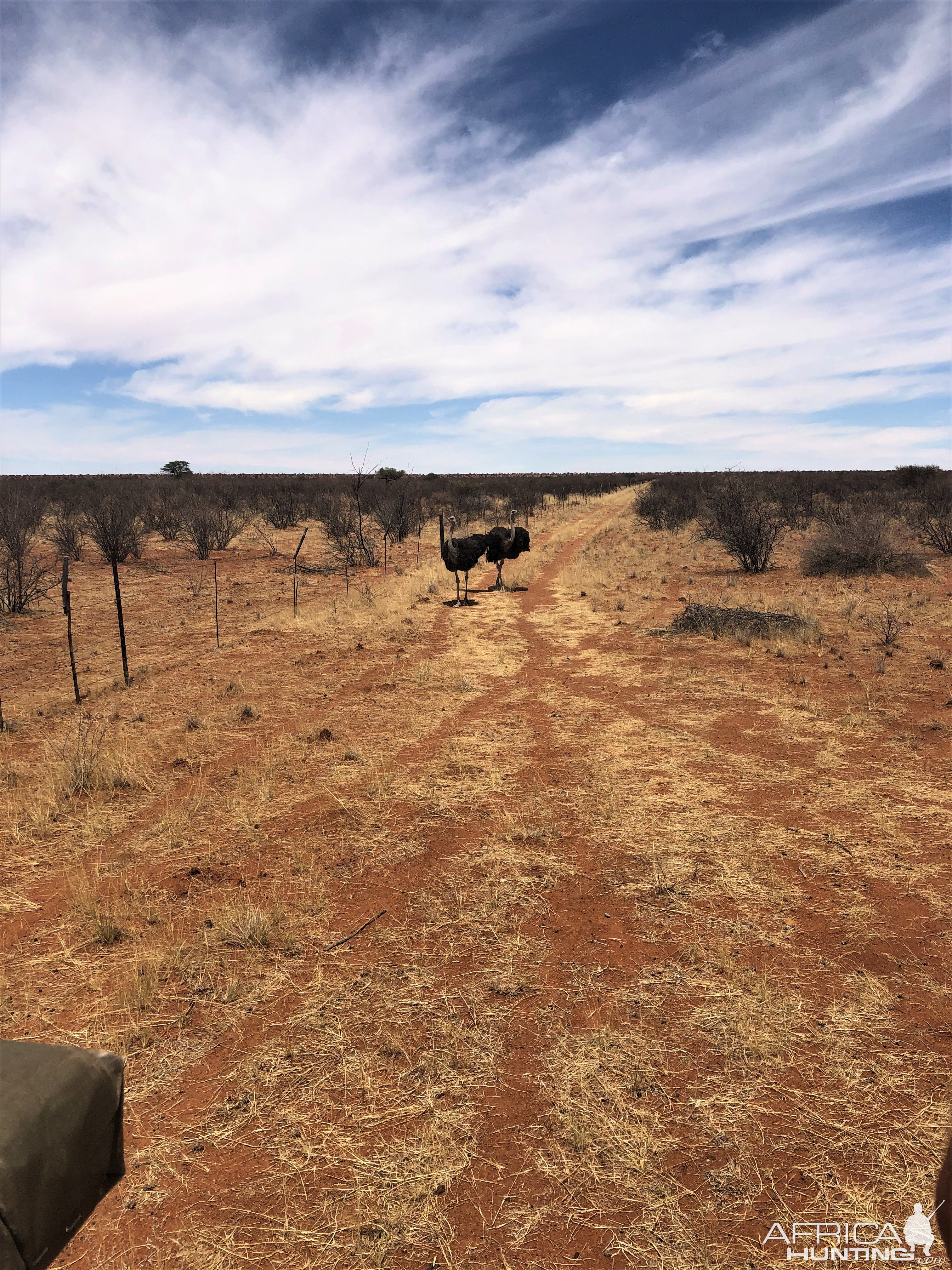 Ostrich Bushmanland Namibia