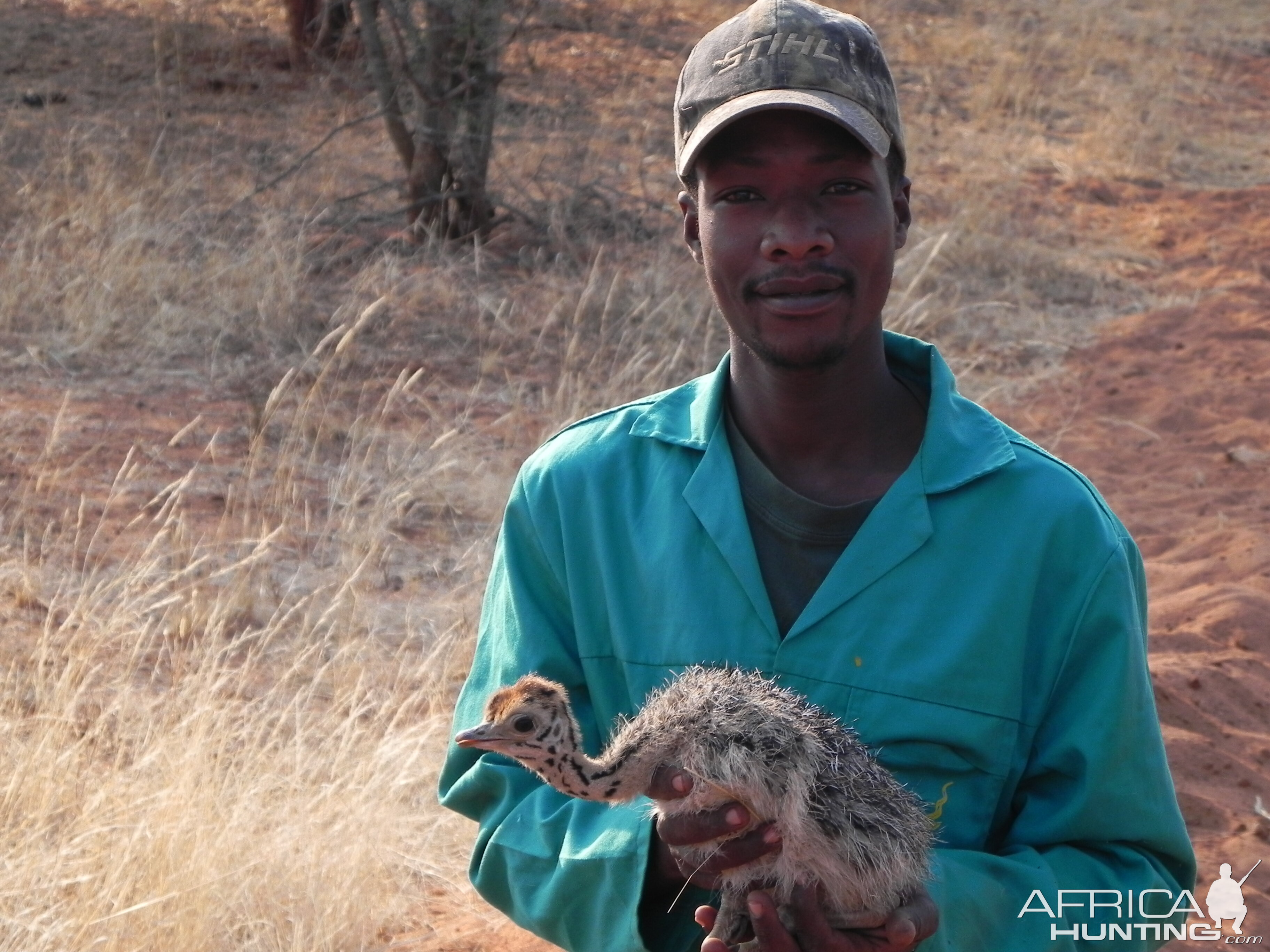 Ostrich Chick Namibia