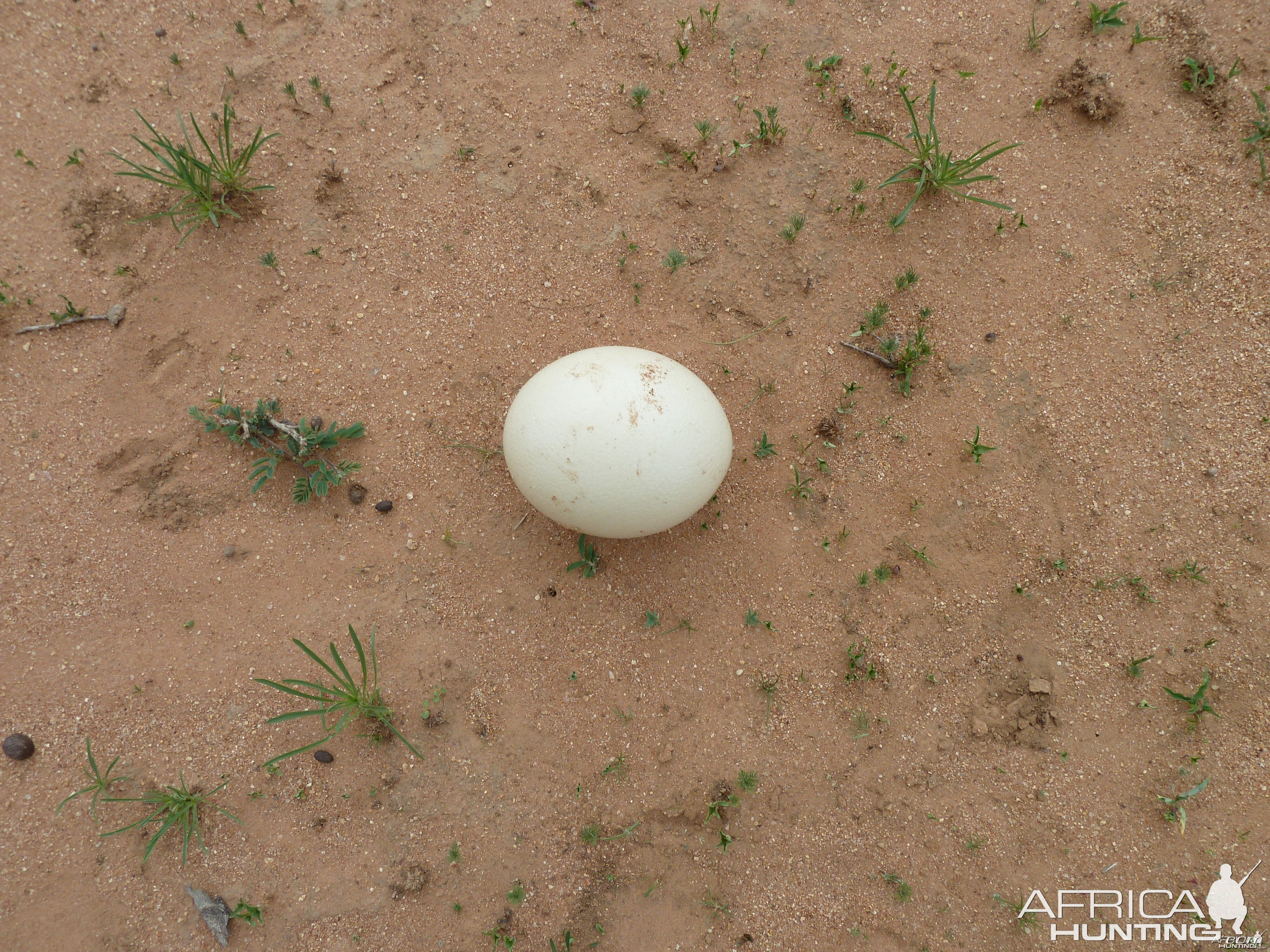 Ostrich Egg Namibia