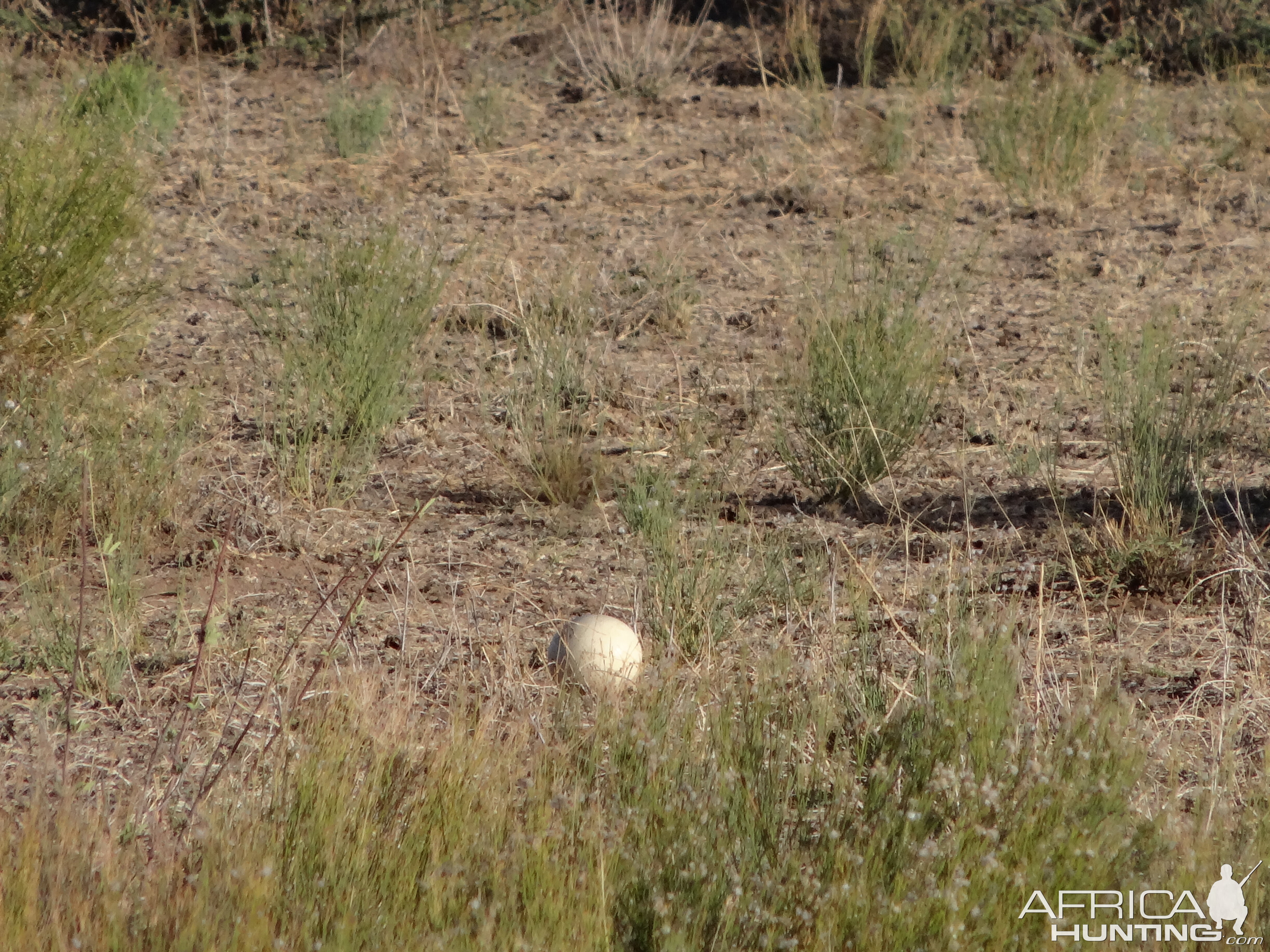 Ostrich egg Namibia