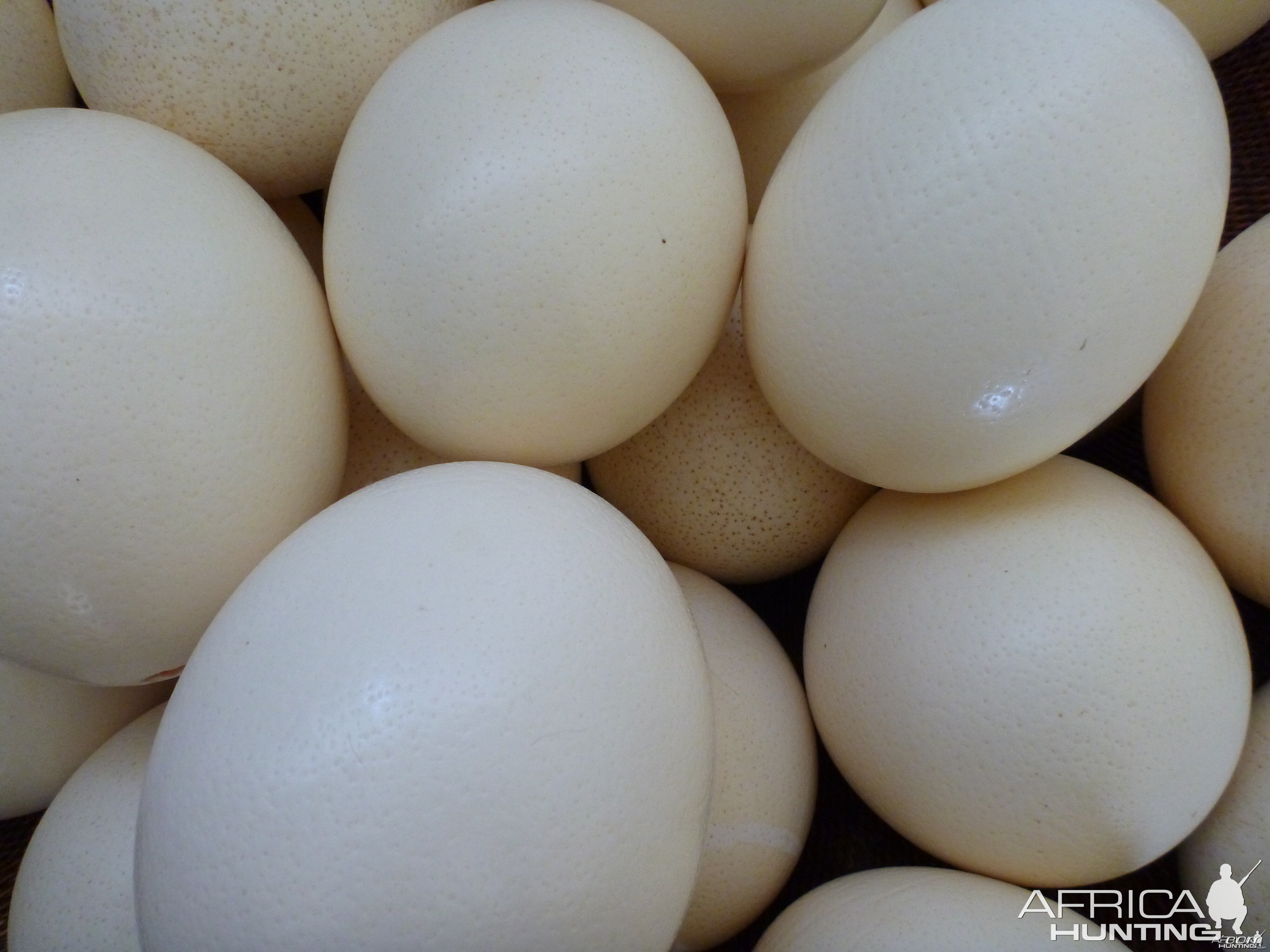 Ostrich Eggs Namibia