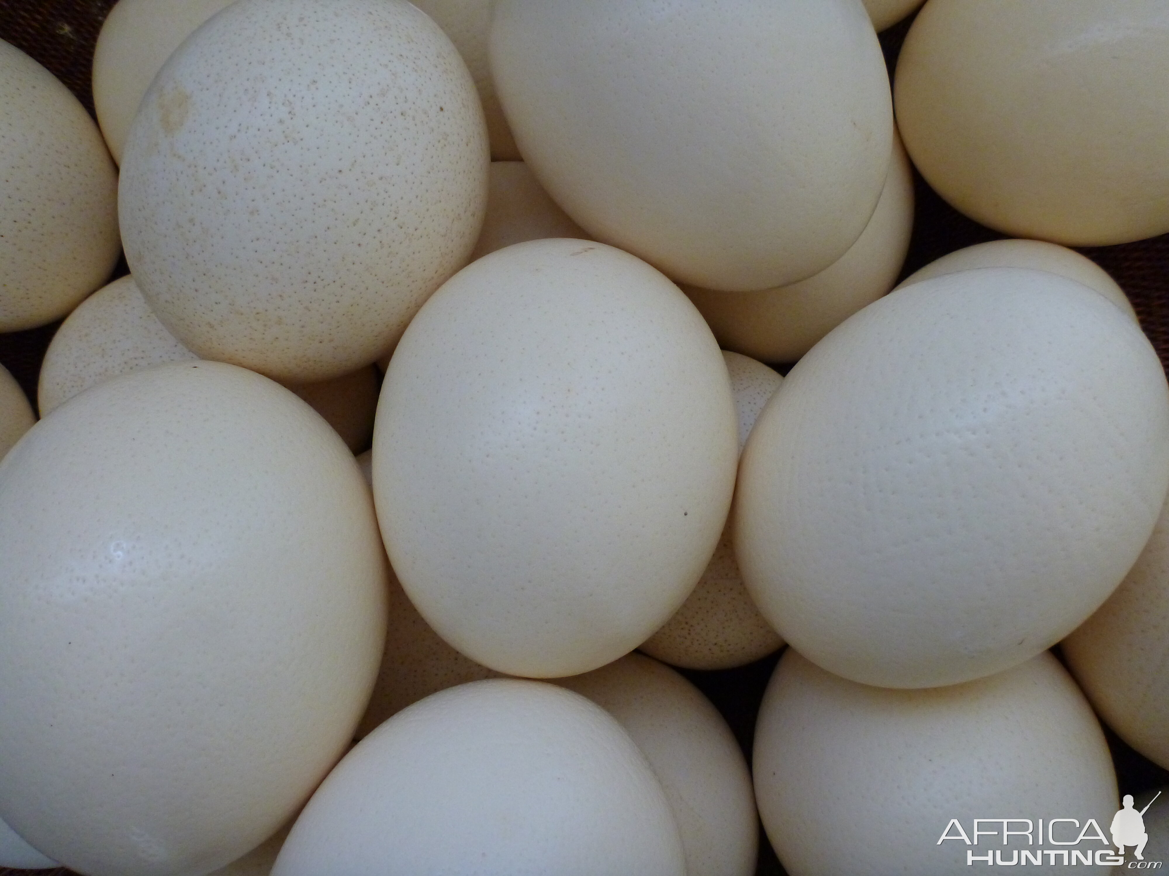 Ostrich Eggs Namibia